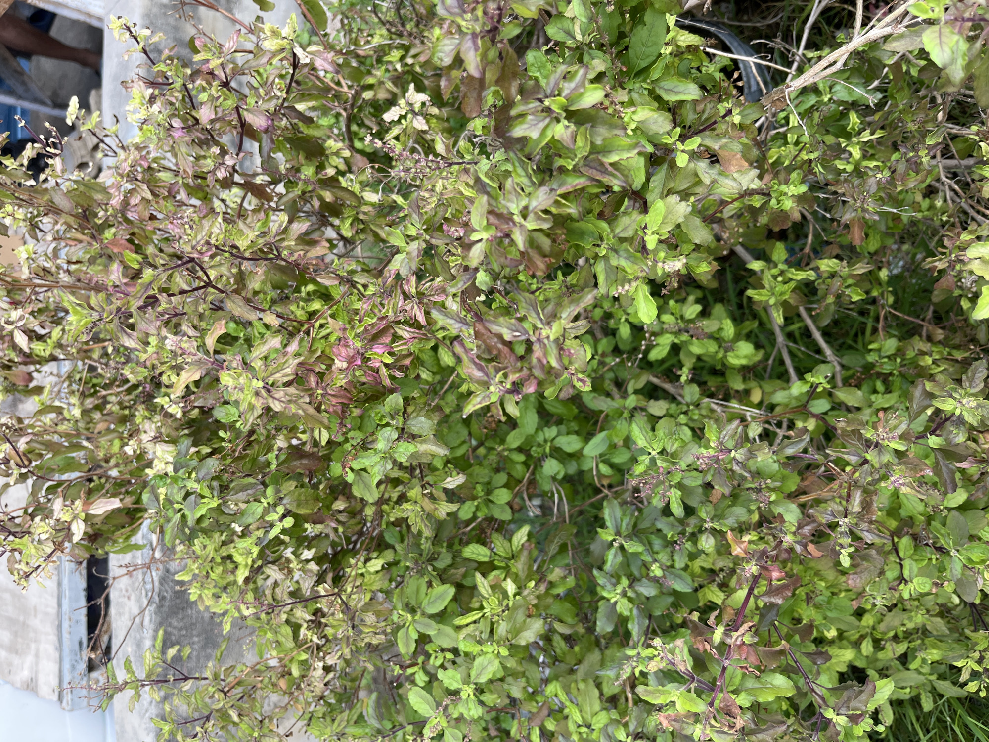 The image shows a dense bush of Holy Basil (Tulsi) growing near a concrete surface, likely in a garden setting. The plant exhibits a mix of green and purplish-brown leaves. Pattaya City, Thailand is provided as the location.