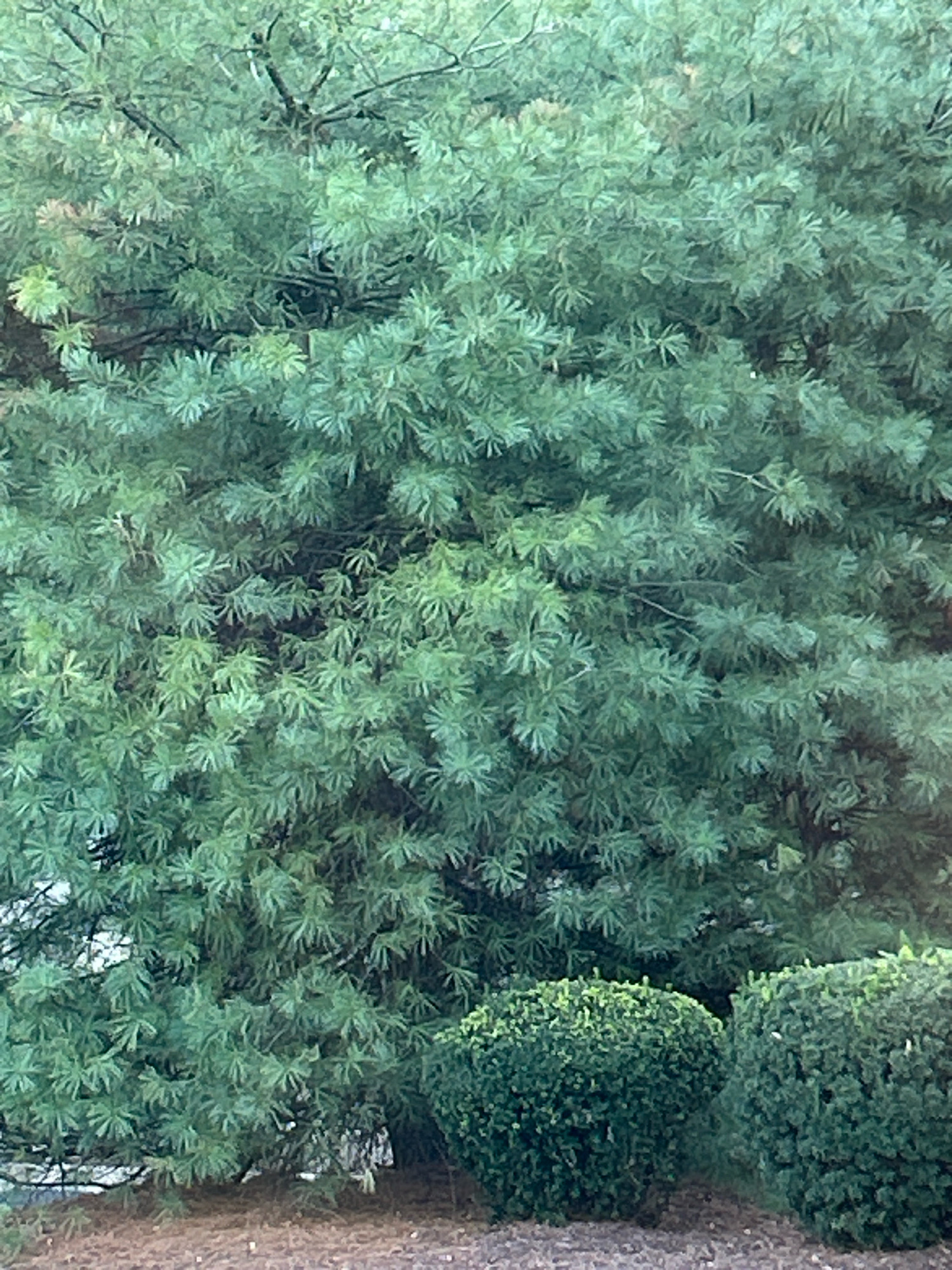 The image is an outdoor, eye-level, full-shot photograph of dense, green foliage. The primary subject is a large evergreen tree filling the majority of the frame, its branches and needles creating a textured wall of green. Two rounded, dark green bushes are visible at the bottom of the image, positioned slightly to the right of center. The ground beneath the bushes and the base of the tree is covered with brown mulch or pine needles. The scene appears to be a residential or park setting. The location of Mt. Lebanon, United States of America is not visually discernible from the image itself. There are no people, animals, or specific structures that would indicate a precise location within Mt. Lebanon.