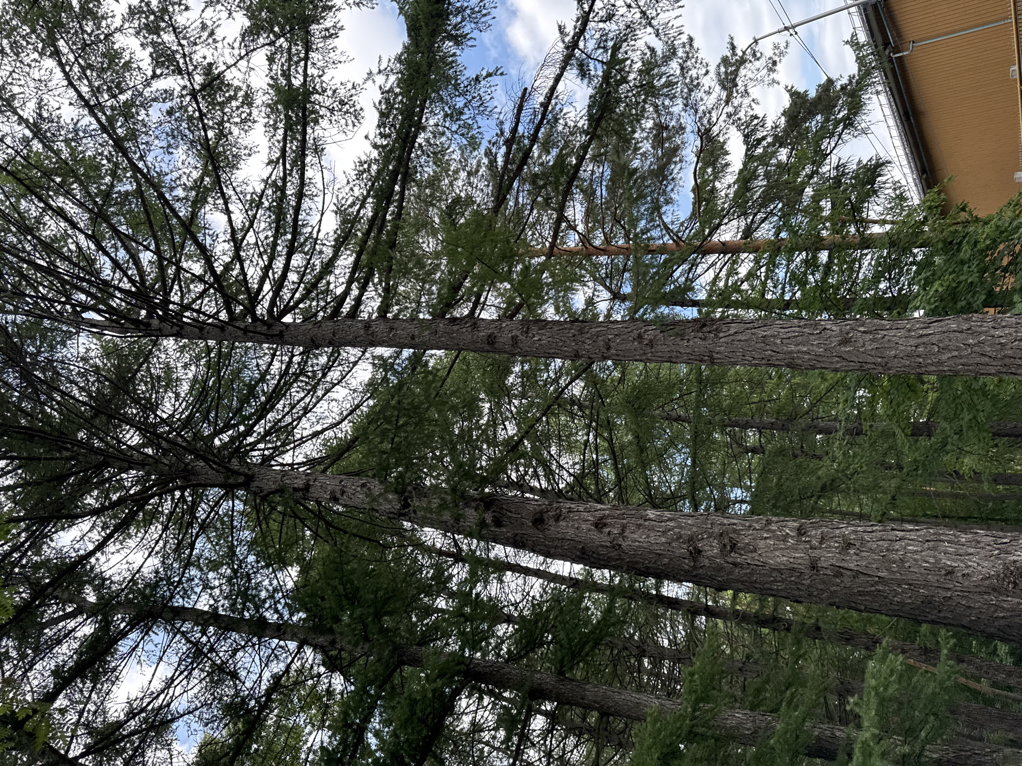 The image shows a cluster of tall pine trees with dense branches and needles, silhouetted against a bright sky with scattered white clouds. The trees are viewed from below, looking upwards. In the background, on the right side of the frame, a section of a building with an orange-brown, vertical paneled facade is visible, topped by a light-colored roofline. A street lamp and power lines are also present to the right of the building. This scene is located in Ufa, Russia, specifically in the area near the Botanical Garden-Institute UFA, which is known for its diverse collection of trees and is a popular natural space within the city.
