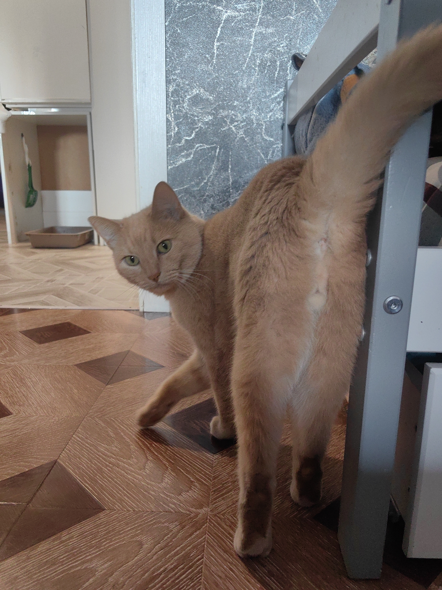 A ginger cat is partially visible in the frame, with its rear end and tail prominent. The cat is positioned near a grey structure, likely a piece of furniture. The background includes a wall with a textured pattern, a tiled floor, and a glimpse of a doorway or closet. A litter box is visible in the distance to the left of the cat. The image appears to be taken indoors, possibly in a residential setting. There is no information to indicate the location in Tver, Russia.