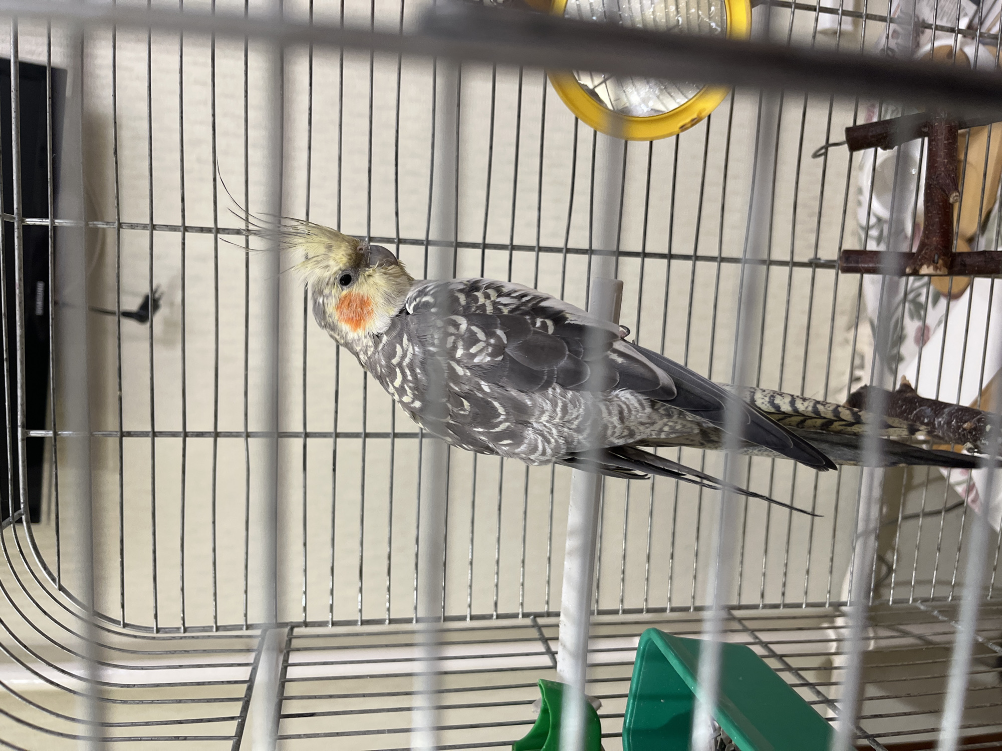 A cockatiel is perched inside a metal birdcage. The bird has grey and white feathers, a yellow crest, and orange cheek patches. It is looking to the right, with its head tilted slightly. The cage contains a perch, a green food container, and a yellow mirror. The background is a light-colored wall with horizontal blinds. The scene is indoors, possibly in a home in Ivanteyevka, Russia, given the provided context of the city.