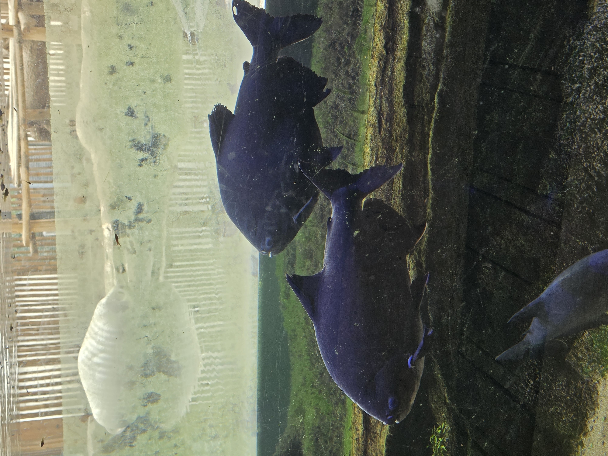 The image shows a tank of water with several fish swimming in it. In the foreground, there are two large, dark-colored fish. The fish on the left is facing the viewer, while the fish on the right is facing away. In the background, there are some smaller fish and what appears to be a large, white object that might be a decoration or another animal. The water is murky, and there is some plant life visible at the bottom of the tank. The tank is enclosed by a wooden fence.
The location is the City of Bussolengo, Italy. This image was taken at the Parco Natura Viva.