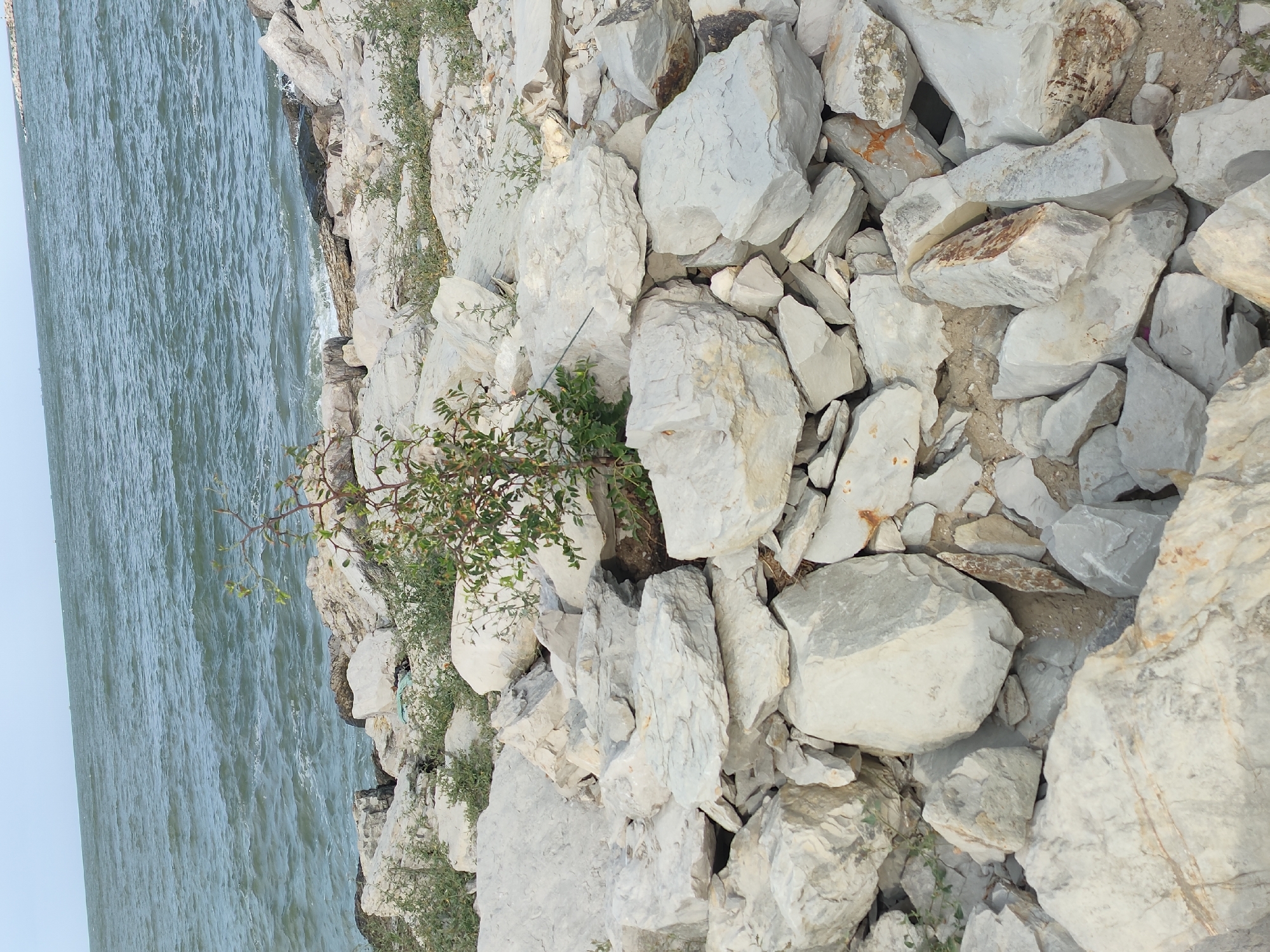 A young, thorny bush with green leaves grows from a pile of rough, light-colored stones at the edge of a body of water. The water, appearing somewhat choppy and deep blue-green, stretches to the horizon under a pale sky. The stones, of various sizes and shapes, are loosely piled, forming a rocky embankment. Some small, green plants are scattered amongst the rocks. The scene suggests a natural, undeveloped coastline.
