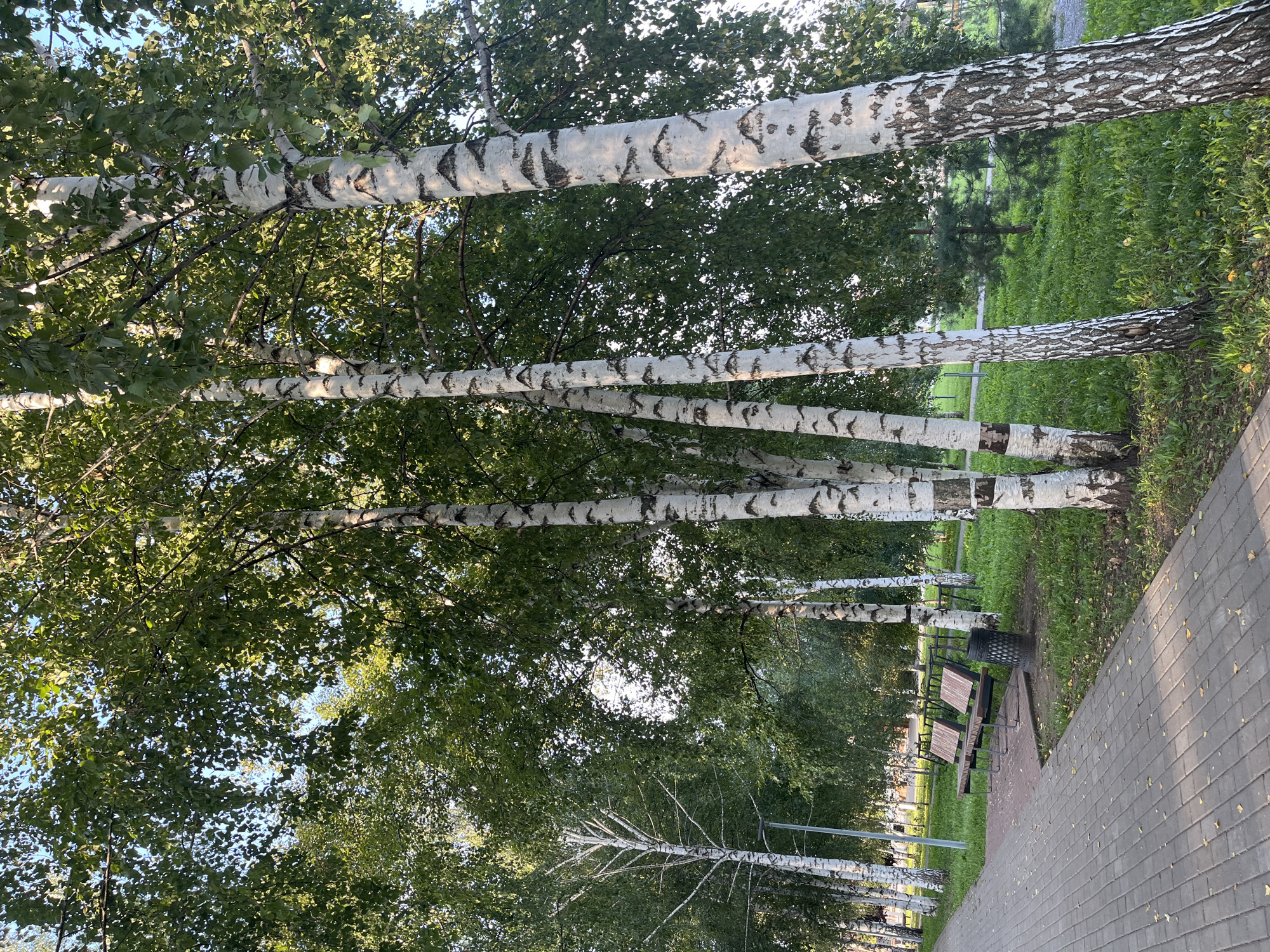 A paved walkway runs alongside a grassy area lined with birch trees. In the background, two park benches are visible next to a trash can. The scene appears to be in a park or public space in the city of Tugay, Russia. The trees have white bark with black markings, characteristic of birch trees. The sky is visible through the canopy of leaves, suggesting it is daytime. The walkway is made of grey paving stones, and fallen leaves are scattered on the grass and walkway, indicating it might be autumn. No people are present in the image.