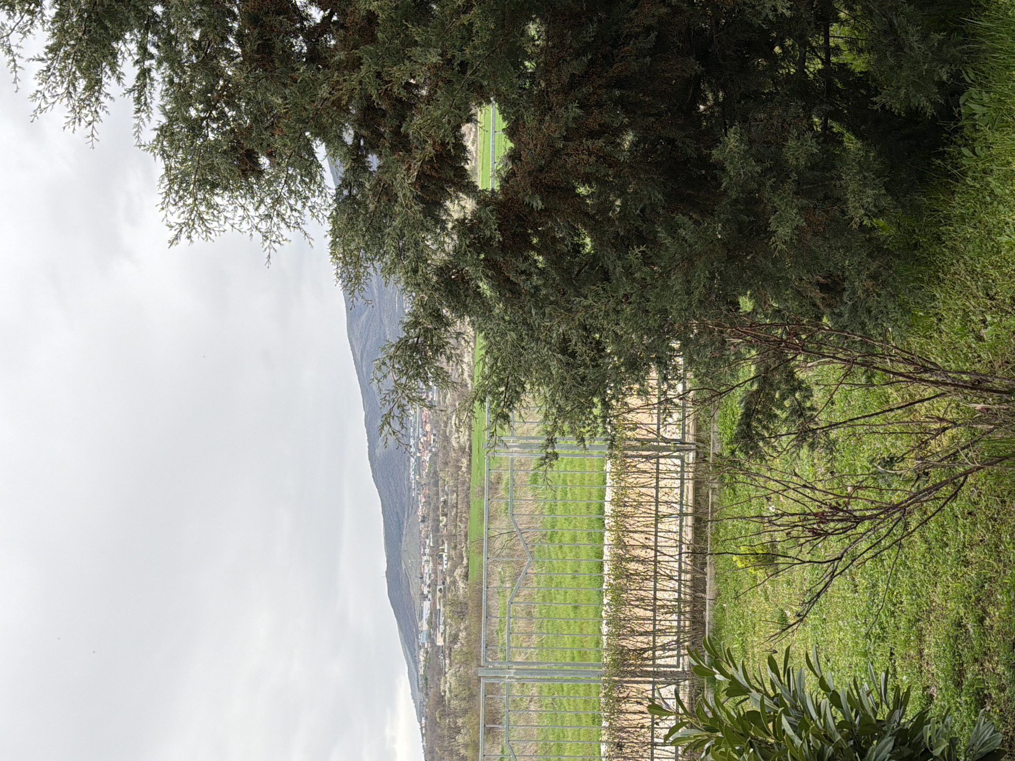 The image shows a view of Parvenets, Bulgaria, from a slightly elevated position, partially obscured by foliage. In the foreground, there's a green area, possibly a garden or park, with a metal fence separating it from the background. Through the fence and a gap in the trees, a landscape unfolds featuring a mountain range, with some buildings visible on the lower slopes, suggesting a town or settlement. The sky is overcast. The viewpoint is from within the foliage of a tree.