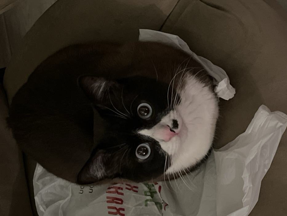 A tuxedo cat with big, round, blue eyes peeks up from inside a crumpled white plastic bag. The cat's fur is mostly black with white on its face, chest, and whiskers. The nose is pink. The bag sits inside a larger container with a neutral beige color. The cat's body is curled up, and its head is tilted, giving the impression of playful curiosity.
