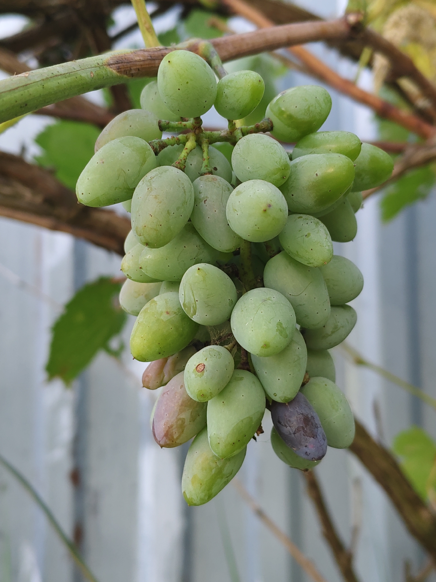 A close-up, eye-level shot focuses on a bunch of green grapes hanging from a vine. The grapes are oval-shaped and vary in size. Most of the grapes are a light green color, but a few at the bottom of the bunch show hints of pinkish-brown and one is a dark purplish-black, suggesting some are ripe or overripe. The grapes have a slightly glossy appearance and some have small dark spots. The vine stem is visible and appears woody and brown. In the background, blurred branches of the vine and green leaves are present. Further back, a light-colored, slightly textured surface, possibly a fence or wall, is visible, out of focus. The lighting suggests it is daytime, with soft light illuminating the grapes. The scene appears to be in an outdoor environment. There are no people or animals visible in the image.