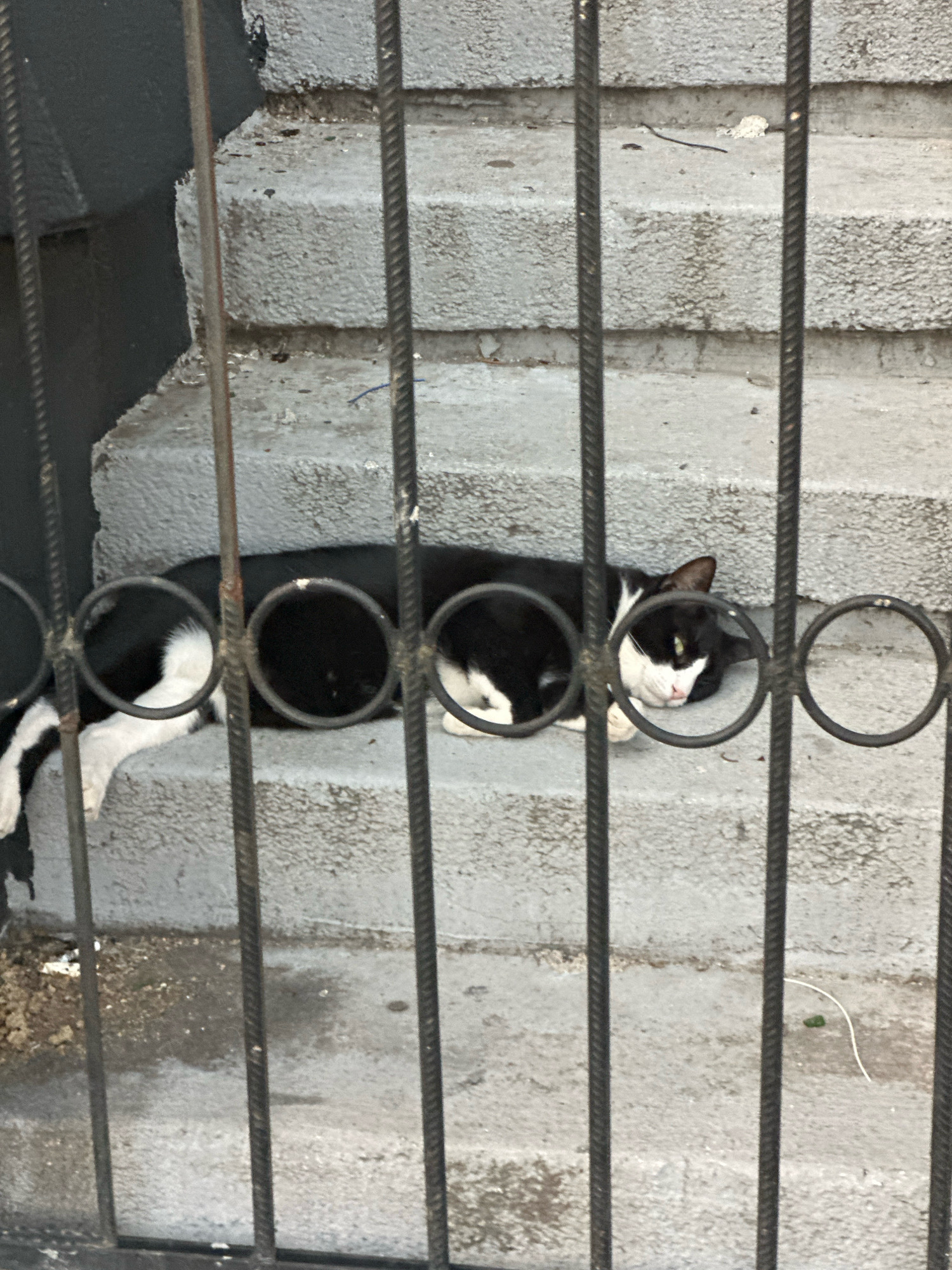 A black and white cat lies on a concrete staircase behind a metal grate. The cat is resting on its side with its head turned to the right. Its body is mostly black with white patches on its chest, paws, and tail. The staircase is worn and appears to be outdoors, possibly in an alley or courtyard. The metal grate consists of vertical bars and decorative circular elements. The background is out of focus but suggests an urban environment. The image is taken from a low angle, looking up at the cat. The overall impression is one of a stray cat seeking a resting place. The location is identified as Budva, Montenegro.