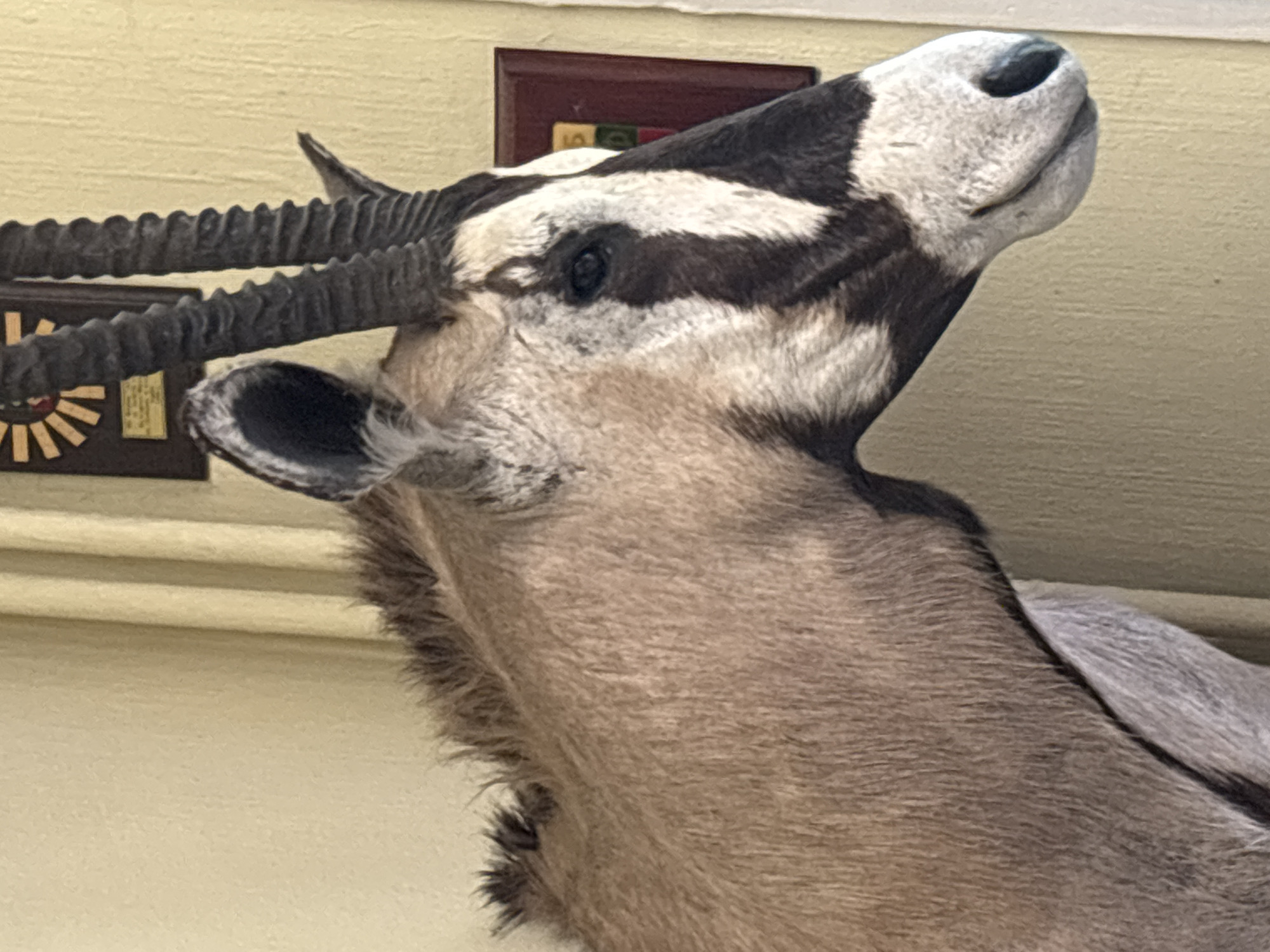 The image shows a close-up, profile view of a taxidermied oryx head mounted indoors against a textured yellow wall. The oryx has distinctive black and white facial markings, prominent spiraling horns, and a light brown coat with a darker mane. To the left of the oryx's head, a dark brown, textured surface is visible, possibly part of the mounting or display. Behind and to the right of the oryx, a framed object with a dark border is mounted on the wall. This framed object contains a circular design with radiating elements and a rectangular plaque below it. Further to the right, another framed object with a dark border and a reddish-brown hue is visible. The wall itself has a subtle vertical ribbed texture. There are no people, animals, or actions depicted in the image. The scene appears to be a static display in an indoor setting. The location in Plovdiv, Bulgaria cannot be determined from the visual information provided.