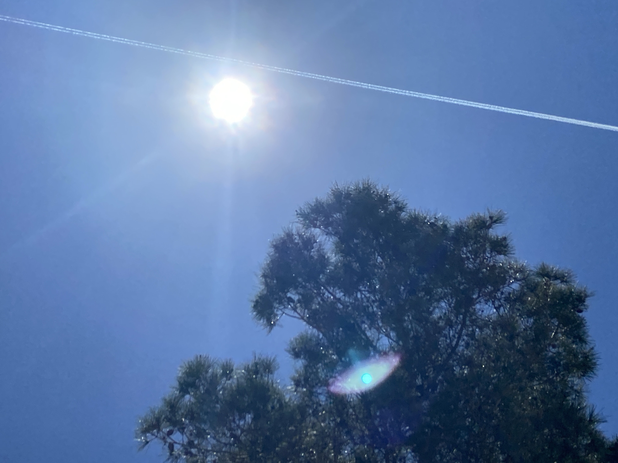 The image displays a bright, clear blue sky dominated by a brilliant sun in the upper left quadrant. The sun appears as an intense white orb with radiating light, casting significant lens flare, including a prominent iridescent oval shape towards the bottom center, partially obscuring the foliage.
Stretching horizontally across the sky, a distinct, white contrail from an aircraft is visible, appearing as a double line, passing just above the sun. In the lower and right portions of the frame, the dark green canopy of a tree, likely coniferous with visible needles, is silhouetted against the bright sky. Some of the needles appear to sparkle due to reflected light.
The scene depicts a sunny day, likely midday or early afternoon given the high and intense sun. The weather is clear. No people or visible text are present in the image. This view is from Bar, Montenegro.