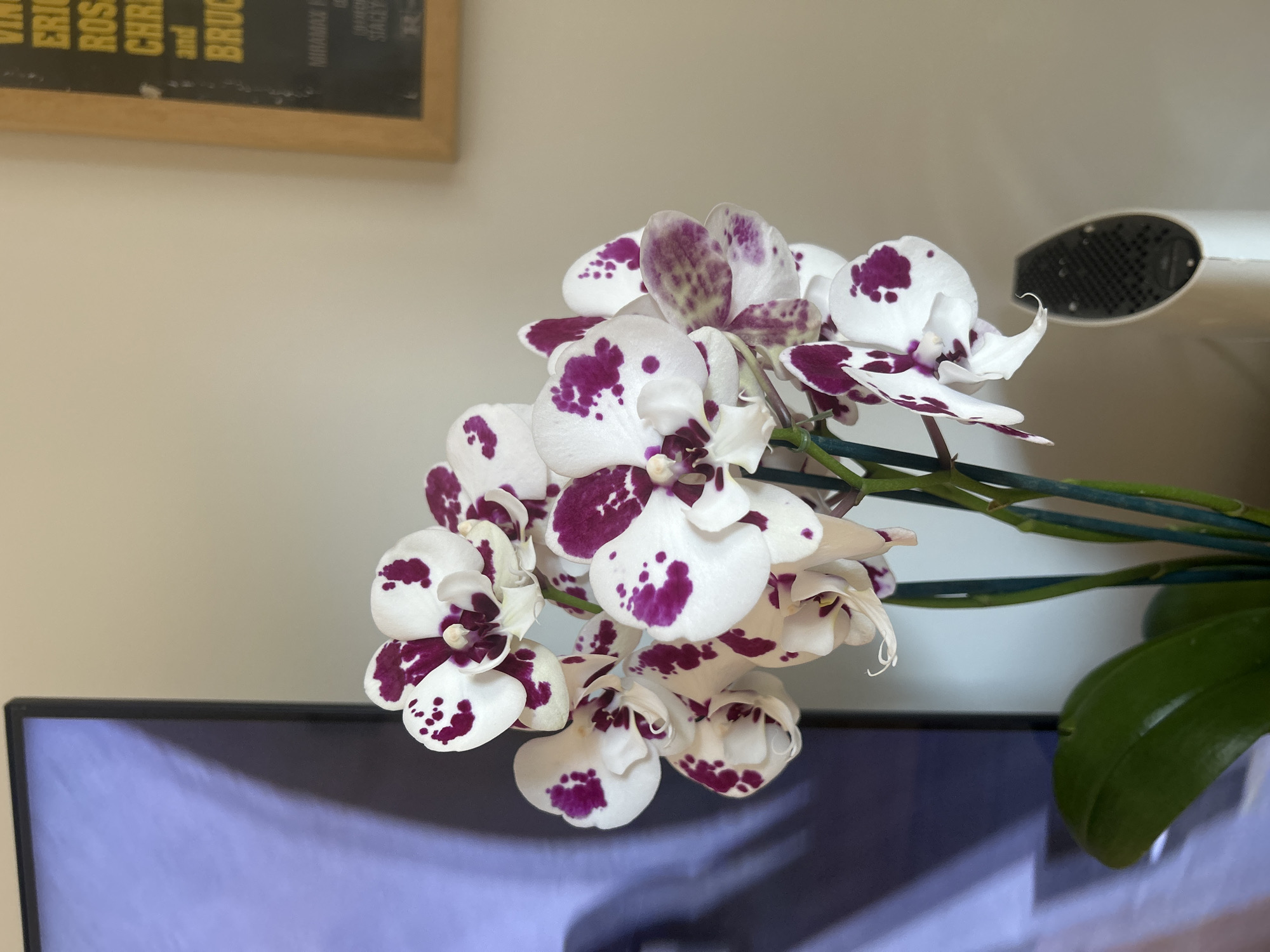 A close-up, eye-level, indoor shot features a blooming orchid plant with white petals speckled with vibrant purple. The orchid is the primary subject, positioned slightly to the left of the frame, with multiple flowers and developing buds. Behind the orchid, on the left side, is the corner of a dark-framed television screen displaying a soft blue and purple hue. To the right of the orchid, a framed movie poster with yellow text on a dark background is visible on a light-colored wall. The poster appears to have text like "VIN..." and "ERIC..." and "ROS...", suggesting it may be a list of actors or credits. In the lower right corner, a portion of a white electronic device with a black mesh grill is present. The overall environment suggests a living room or domestic setting in Buenos Aires, Argentina.