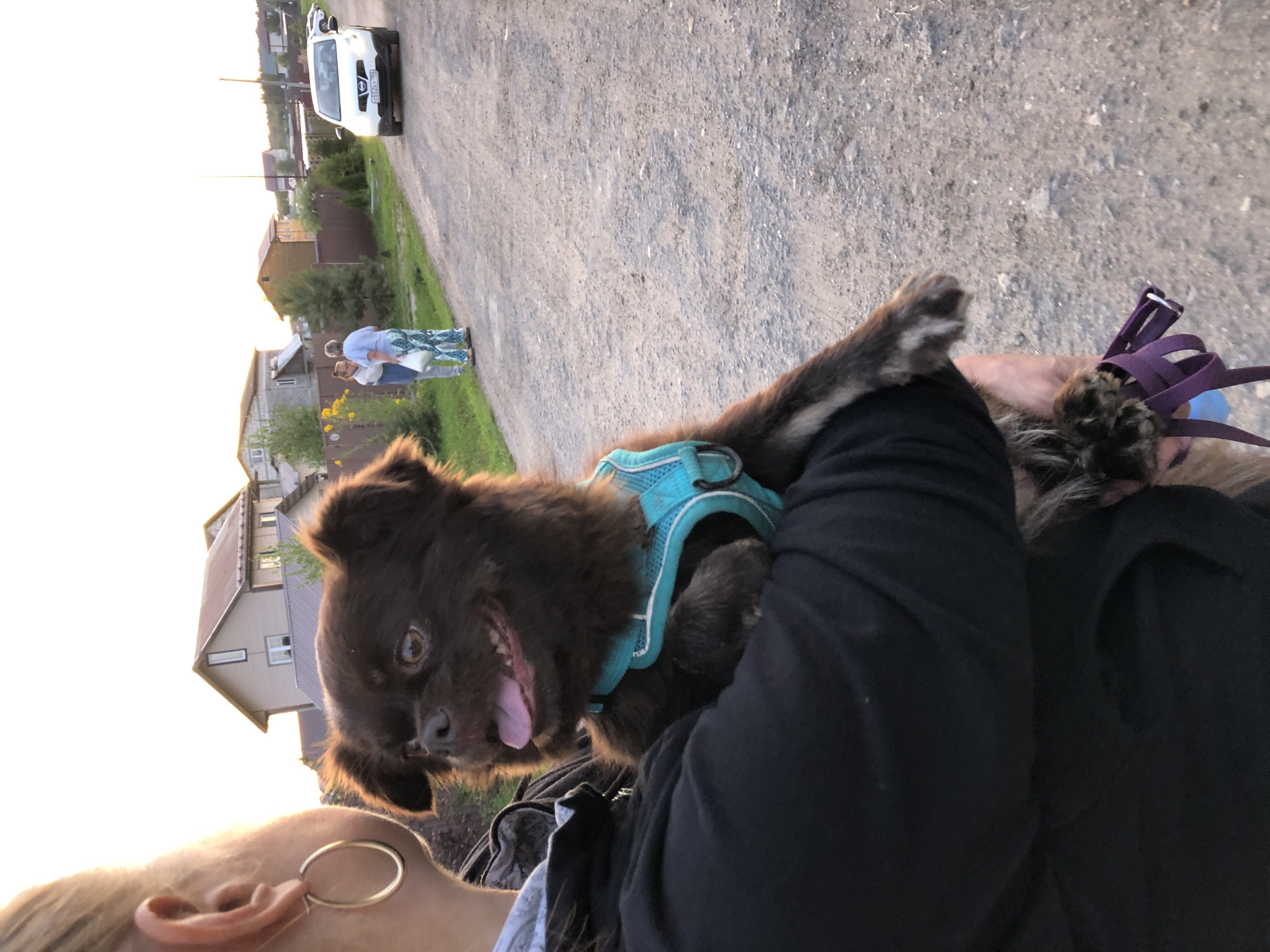A person is holding a dark brown fluffy dog wearing a teal harness. The dog has its tongue out and appears happy. The person is wearing a black hooded jacket and a large hoop earring. In the background, there are houses and a dirt road. Two women are standing on the side of the road, one holding a white bag. A white SUV is driving on the road. The scene is outdoors, possibly in a rural or suburban area of Krasnaya Presnya, Russia, with houses and trees visible. The lighting suggests it is late afternoon or early evening.