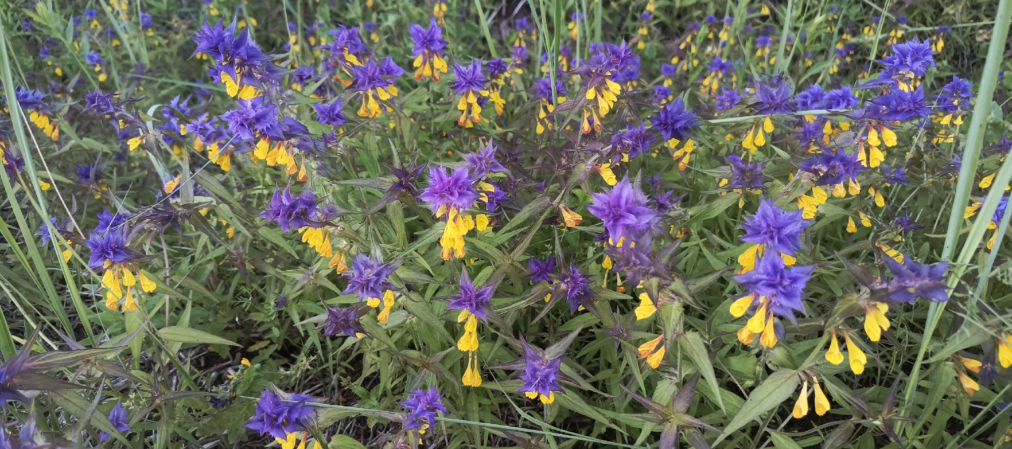 The image shows a close-up view of a dense patch of wildflowers with prominent purple and yellow blossoms. The flowers are small and bell-shaped, with some having a spiky appearance. They are surrounded by green foliage, with blades of grass also visible. The background is blurred, suggesting a natural outdoor setting. No people or animals are visible in the image. The scene is located in the city of Merchalovo, Russia, indicating a natural landscape within that urban area.