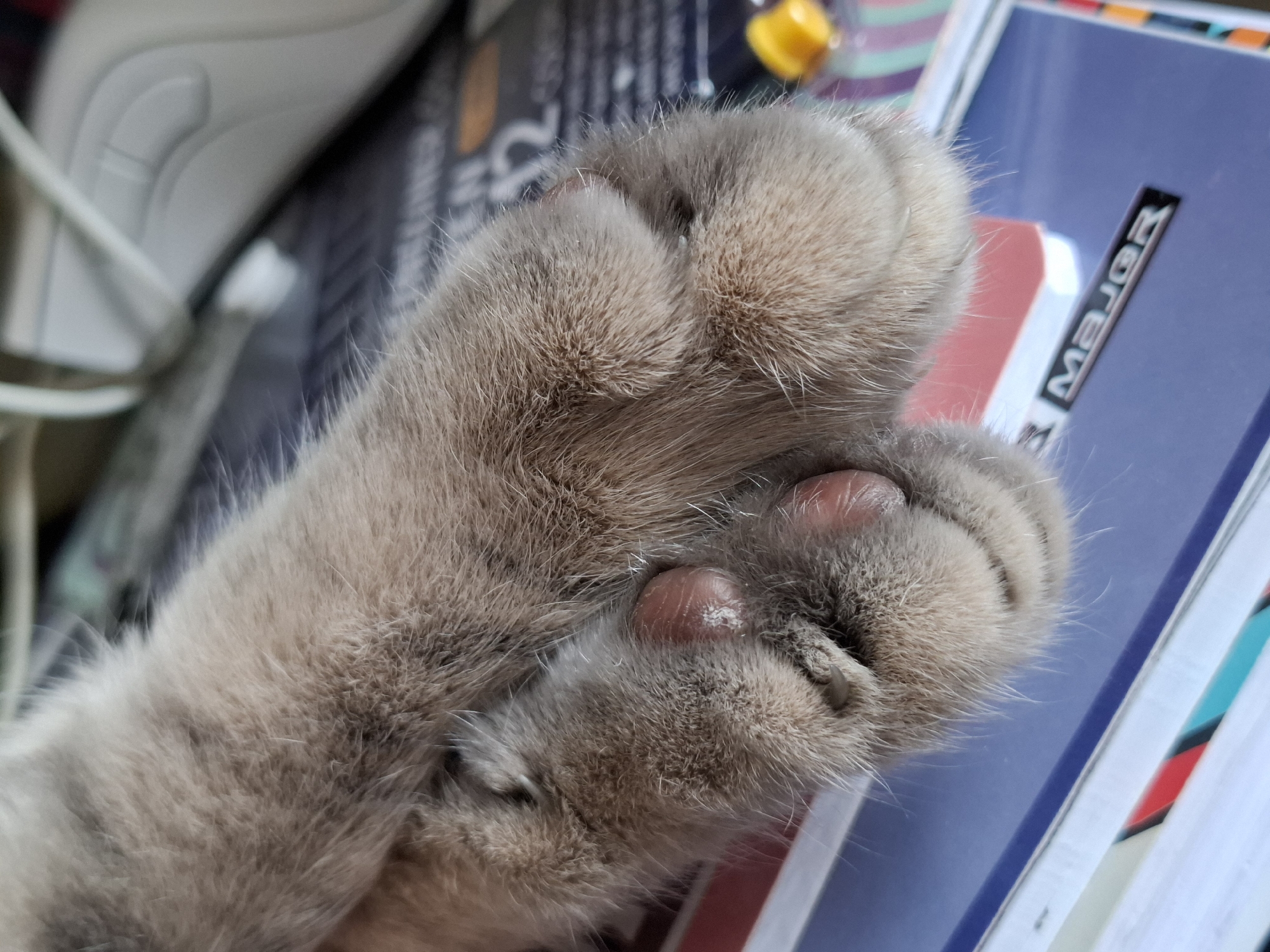 The image displays a close-up, high-angle view of the two front paws of a domestic cat, located indoors in Novi Sad, Serbia. The paws are covered in dense, light brown to greyish-tan fur, with individual hairs clearly visible. The cat's pinkish paw pads are evident, with the large central pad of the closest paw showing a distinct patch of dry, whitish, flaking skin. Light-colored, partially retracted claws are visible between the digits. The paws rest upon a stack of items, prominently a blue-covered book or binder with the metallic word "MAJOR" embossed on its surface. In the blurred background, to the upper right, a white computer mouse with a visible scroll wheel and cable is present. A small, out-of-focus yellow object is also discernible to the right. Additional stacked papers or books, showing red, white, and turquoise accents, are partially visible beneath the blue item, indicating a desk or study environment. No other subjects or active interactions are depicted; the cat's paws are in a state of rest.