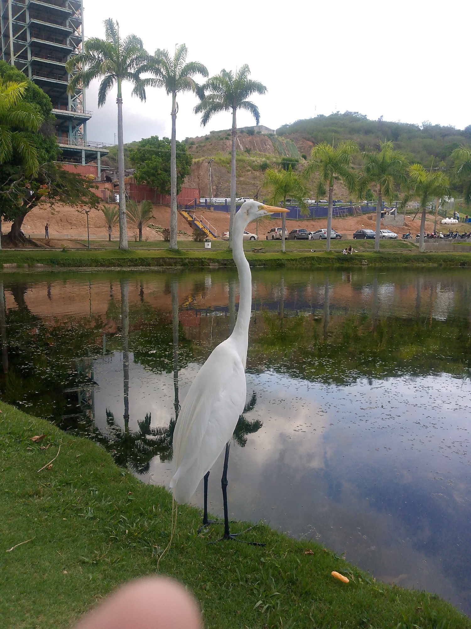A medium-shot depicts a great egret standing on a grassy bank at the edge of a pond. The egret is white with long legs and a slender neck. Its beak is yellowish. The pond reflects palm trees and a partially constructed building in the background. The pond's surface is dark. In the background, there is a landscaped hillside with a row of palm trees, a concrete barrier, parked cars, and pedestrians. The building under construction is a metal framework. The grassy bank is short and green. A piece of yellow food or trash is on the grass near the water. The location appears to be a park in Caracas, Venezuela. The lower portion of the image has a large partially visible pinkish object.