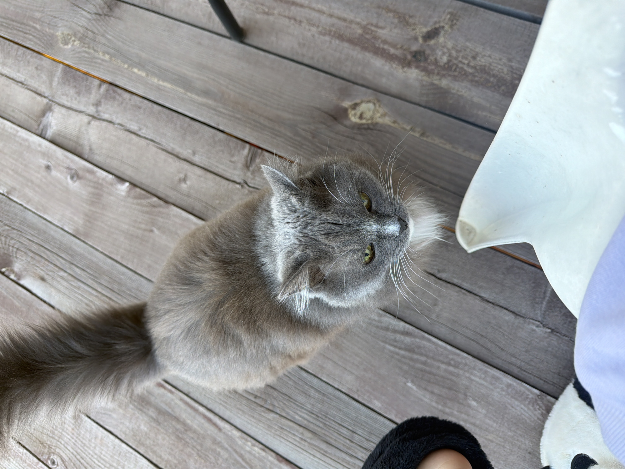 An overhead shot captures a long-haired, grey cat with bright green-yellow eyes, sitting on a weathered grey wooden floor or deck. The cat has distinct white markings on its nose and face, and on its chest, with prominent long white whiskers. Its fluffy tail extends towards the bottom left of the frame. The cat's head is tilted upwards and slightly to the right, indicating it is looking at something or someone above the camera's perspective, likely the photographer, with an alert and curious expression.
The setting is characterized by aged wooden planks, suggesting an indoor floor or an outdoor deck during daytime, under natural light. In the bottom left corner, a portion of a black, possibly furry slipper or foot covering is visible. To the right, a white object, which could be part of a chair or a container, is present. Next to the white object, a light purple fabric, likely clothing, and a partial view of a black and white item, possibly a panda-themed slipper, are also seen. No visible text is present in the image.