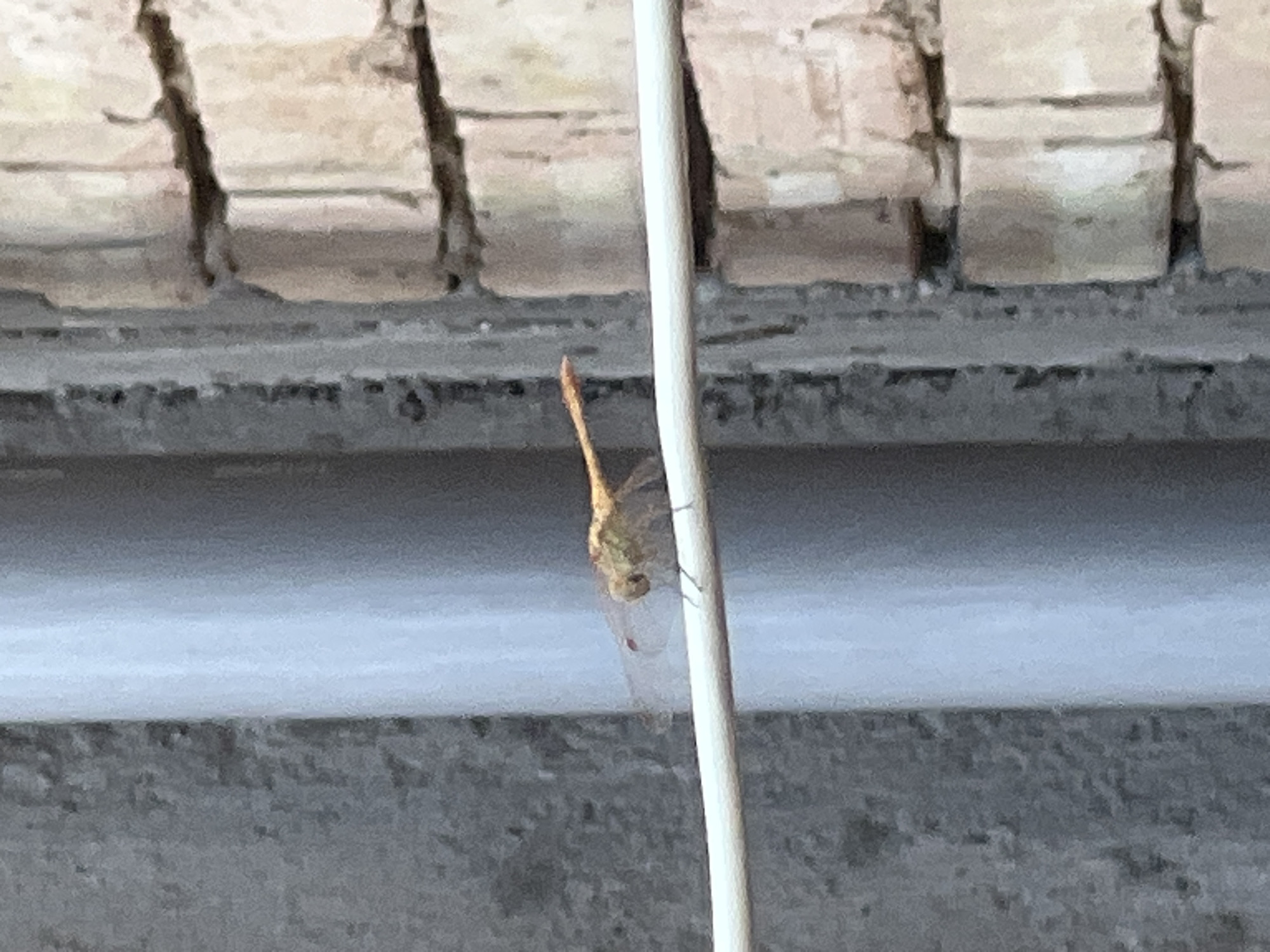 The image shows a close-up of a dragonfly perched on a thin white horizontal line, possibly a wire or a railing. The dragonfly is yellow-brown with translucent wings, and its body is elongated. Its head is facing to the left, and its red eyes are visible. Behind the dragonfly, there is a textured gray surface on the left and a wall made of light-colored bricks on the right. A vertical cylindrical object, possibly a pipe or pillar, is also visible in the background, between the gray surface and the brick wall. The lighting suggests it is daytime, and the focus is on the dragonfly.