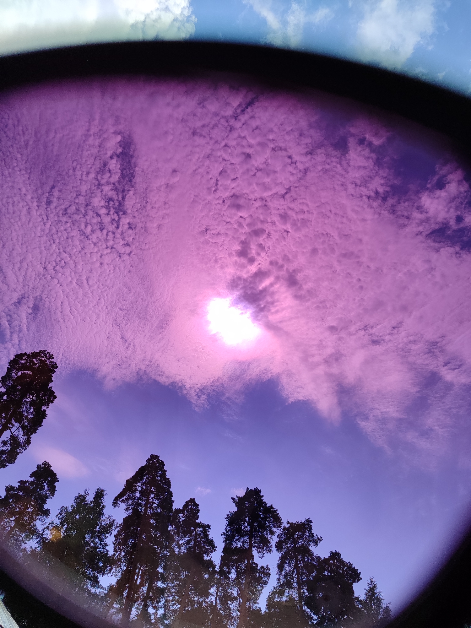 The image shows a view of the sky through a dark, circular frame, likely the lens of a camera or sunglasses. The sky is dominated by a vibrant purple hue, with a bright, sun-like object near the center, partially obscured by clouds. The clouds are thin and wispy, forming a textured pattern across the sky. Below the sky, the silhouettes of tall pine trees are visible, their dark shapes contrasting with the lighter sky. The trees are positioned at the bottom of the frame, suggesting they are in the foreground. The overall impression is of a dramatic and possibly surreal sky scene. The location is unknown.