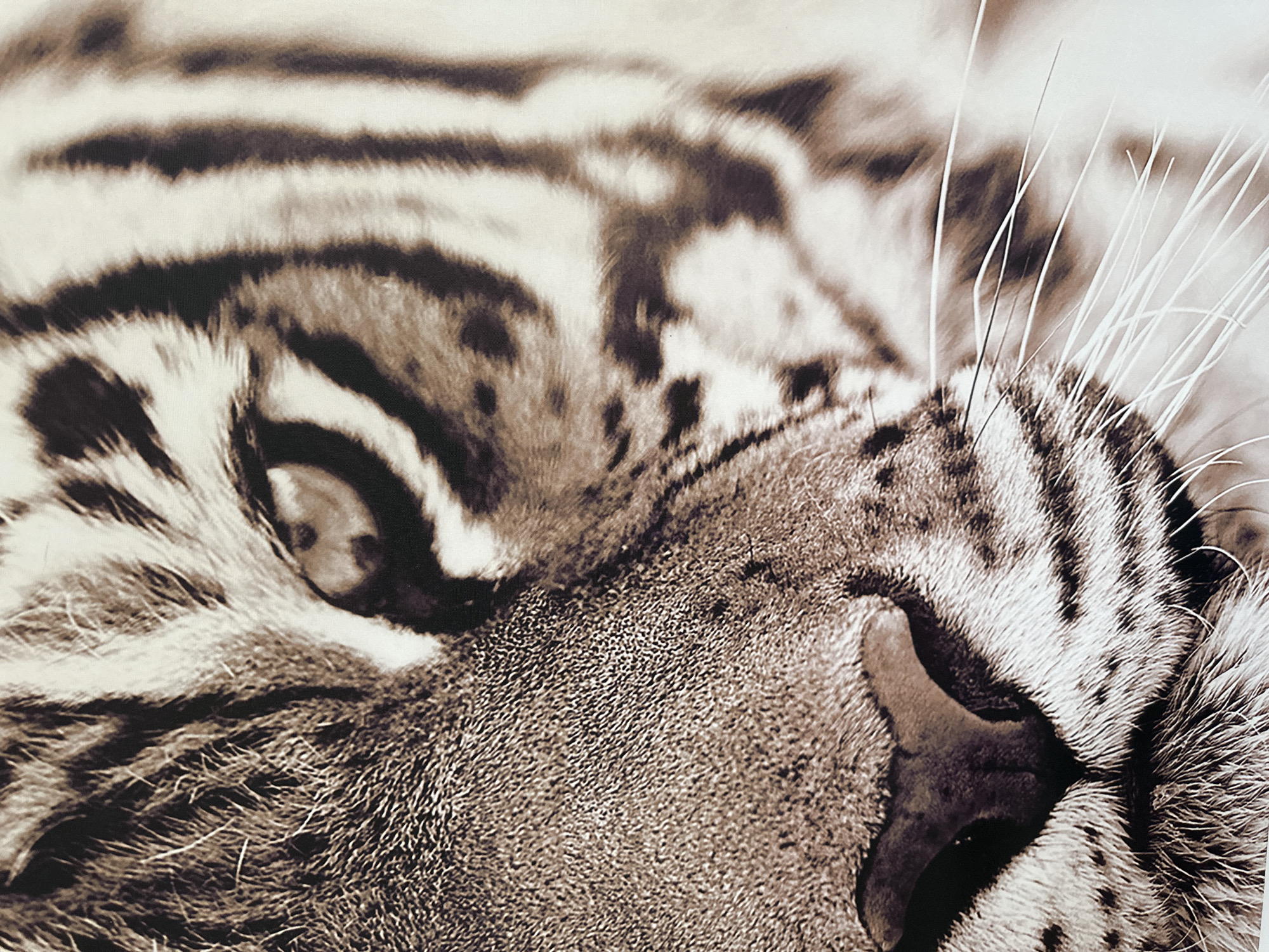 This is a close-up, black and white photograph of a tiger's face. The focus is on the tiger's eye, nose, and whiskers, with its stripes and fur texture prominently displayed. The image captures a portion of the tiger's head, emphasizing its features and the detail of its coat. There is no discernible activity or event taking place, as the image is a static portrait. The lighting appears even, and there are no indicators of time of day or weather. The setting is not visible, as the frame is filled entirely with the tiger's face. No text is present in the image. The overall mood conveyed is one of powerful natural beauty and detailed observation of the animal.