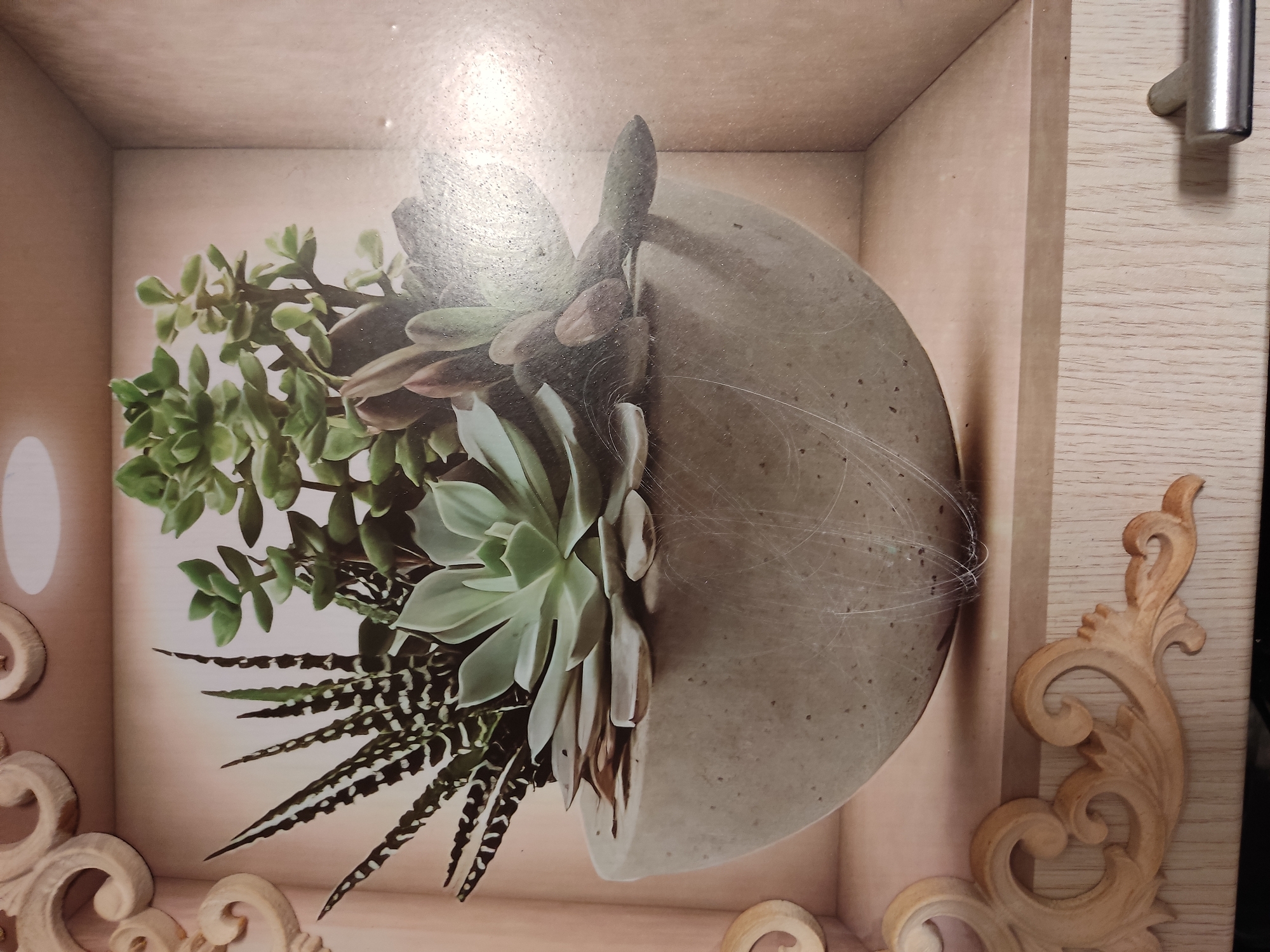 A close-up, straight-on, eye-level shot shows a decorative arrangement of succulents in a round, light gray pot. The pot is centered and sits on a light wood shelf, which is part of a larger structure with a wood-grain pattern. The background is a light, neutral color, possibly representing a wall or the inside of a display unit. The lighting is soft, creating a gentle glow from the right side of the image, highlighting the succulents and the texture of the pot. The scene is static, with no people or discernible actions. The image appears to be a photograph of a decorative display, possibly in a home or retail setting. There are numerous scratches visible on the surface of the pot and the surrounding shelf, suggesting wear or damage. The arrangement includes several varieties of succulents, with spiky, striped leaves on the left, a large, rosette-shaped succulent in the center, and clusters of smaller, fleshy-leaved succulents to the right and back. The overall impression is one of a carefully curated botanical display. The location of Noginsk, Russia, is not discernible from the visual elements of the image.