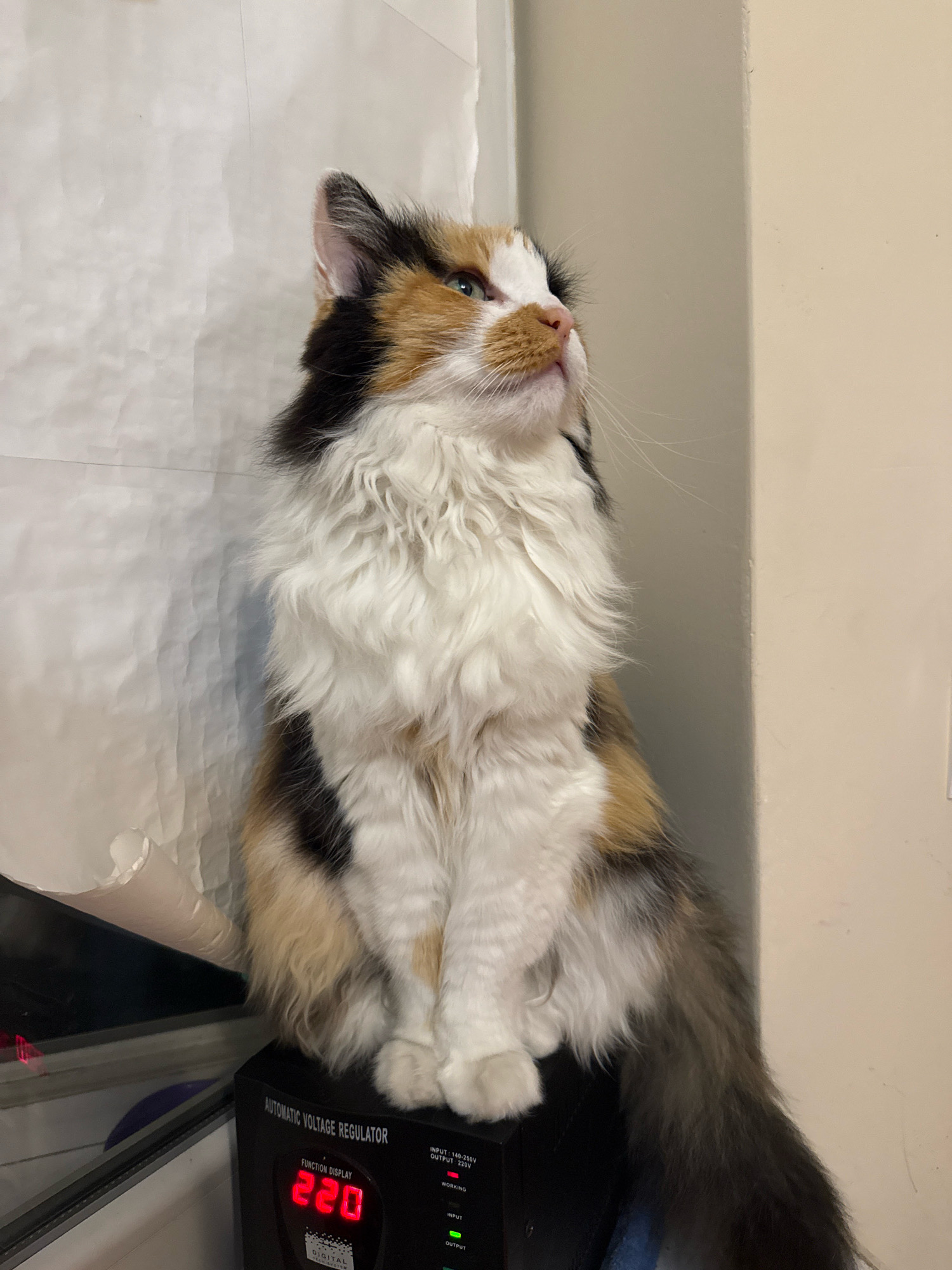 A calico cat with fluffy white, black, and orange fur sits upright on a black automatic voltage regulator. The cat is facing to the right, looking upwards with its head tilted. Its eyes are a light blue-green color, and its ears are pointed. The cat's tail is long and bushy, with shades of brown, black, and white. The voltage regulator has a digital display showing "220" in red. The background consists of a white textured surface on the left and a beige wall on the right. The scene appears to be indoors, possibly in a home or office.