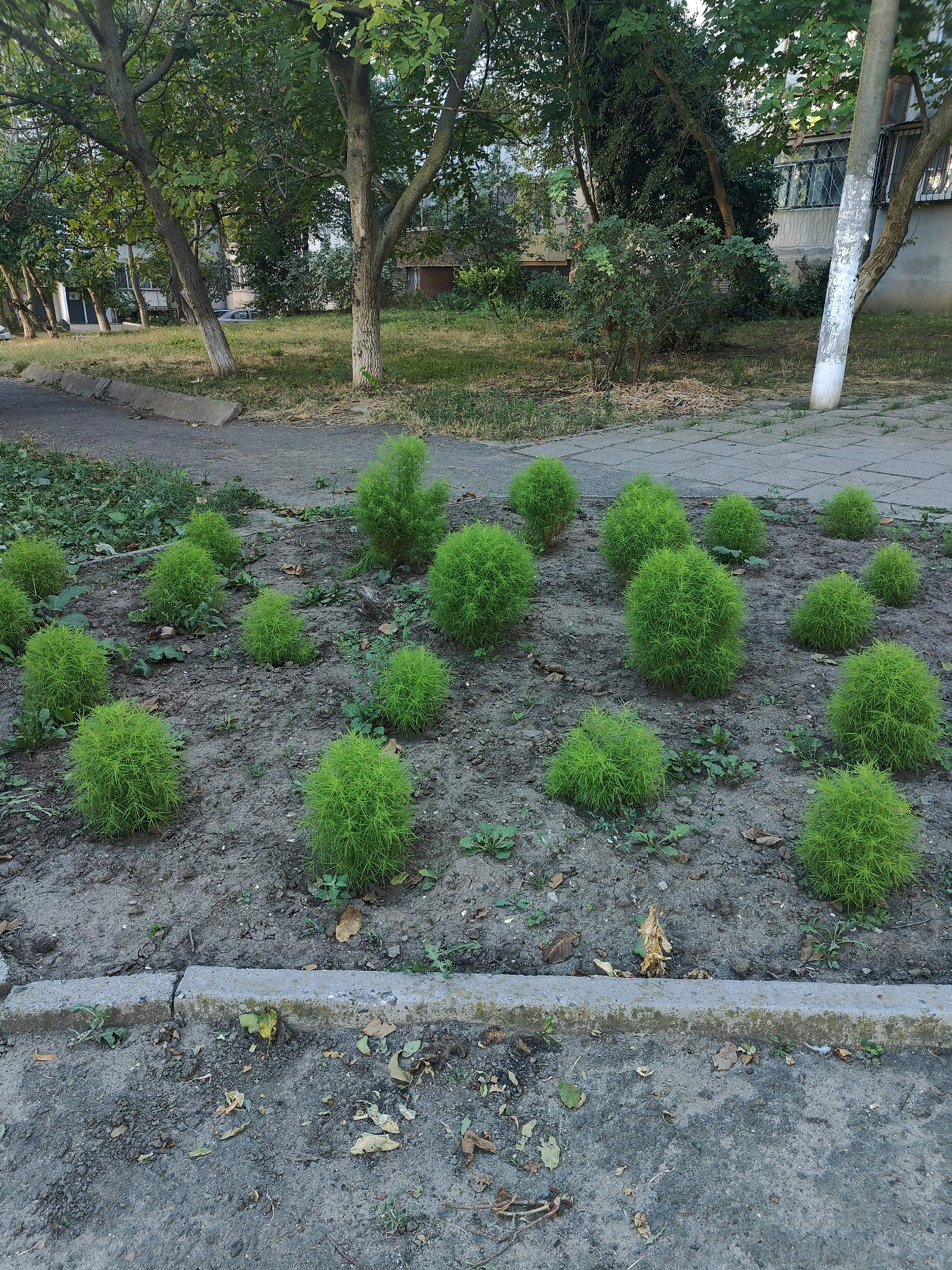 The image captures a small, irregularly shaped flower bed filled with numerous spherical, bright green Kochia plants, commonly known as summer cypress. These plants are densely planted in dark, dry soil, with some scattered dry leaves and small weeds visible. The flower bed is bordered by a cracked concrete curb in the foreground, behind which lies a grey paved surface. In the background, a line of trees with green foliage creates a natural backdrop. Beyond the trees, the facade of a multi-story building with balconies is partially visible, suggesting an urban or semi-urban setting. The overall scene appears to be a well-maintained public space, likely a courtyard or park area in Chornomorsk, Ukraine, given the context. The lighting suggests it is daytime, with diffused light indicating possibly overcast skies or the shade of surrounding trees. No people or animals are present in the frame.