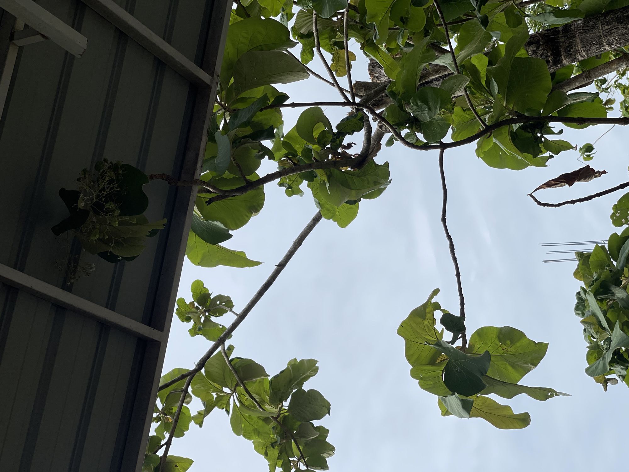 In Pulokiton, Indonesia, the scene captures an overhanging roof structure casting a shadow over lush green foliage and branches of a tree. The sky above is overcast with a pale, cloudy atmosphere. The image is taken from a low angle, looking upwards towards the branches and the roof. There are no people or animals visible in the frame.