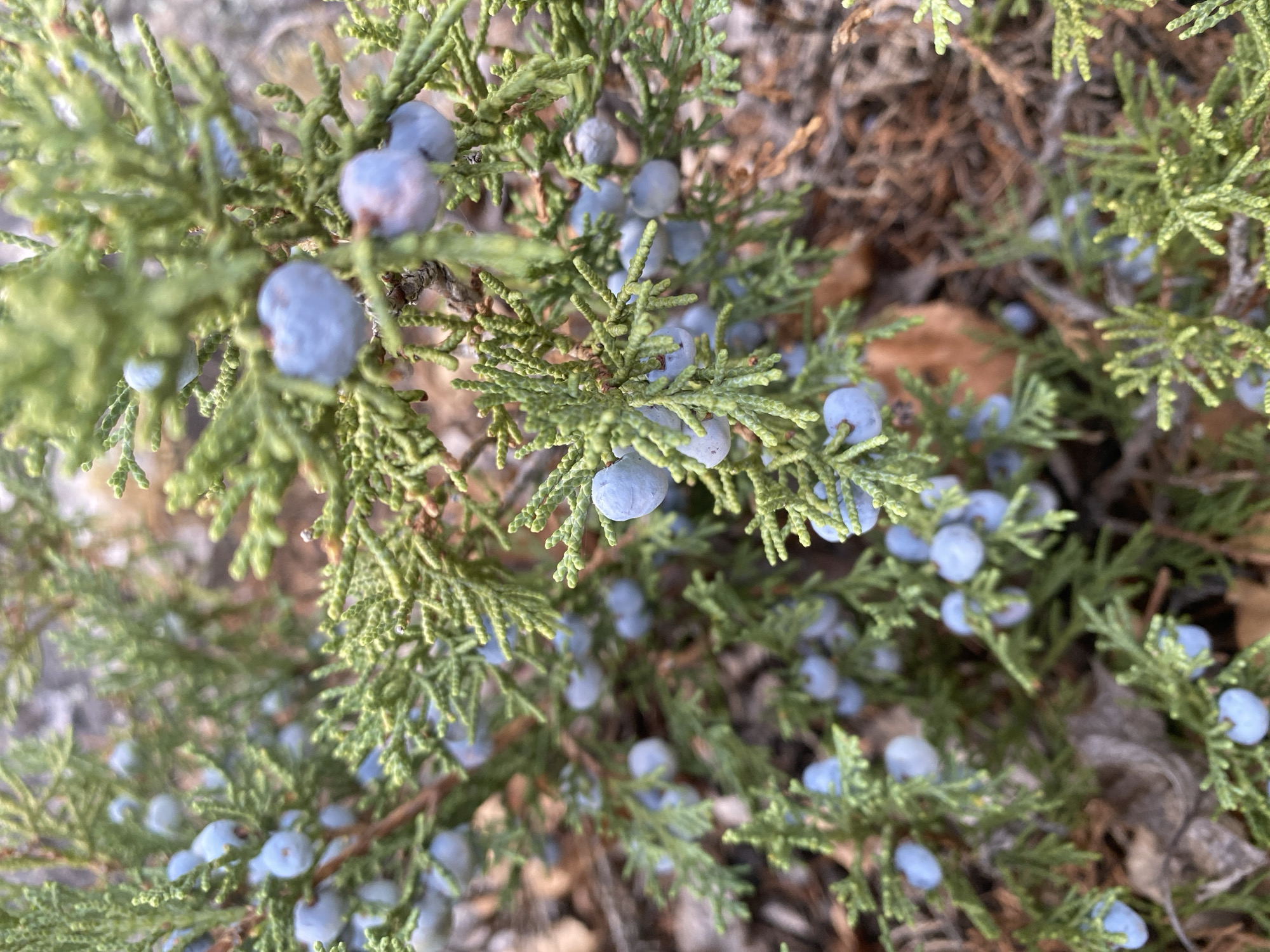 This is a close-up, eye-level shot of a juniper bush with numerous small, blue berries. The branches of the bush are green and appear to be needle-like. The background is blurred, but suggests a natural outdoor environment with fallen leaves and brown, dry vegetation. The berries are the main focal point, appearing in clusters and individually throughout the image. The lighting suggests a natural, possibly overcast day. There are no people or animals visible in the image. The image does not provide any specific information about its location in the city of Şyñğystai, Kazakhstan, beyond it being a natural outdoor setting.