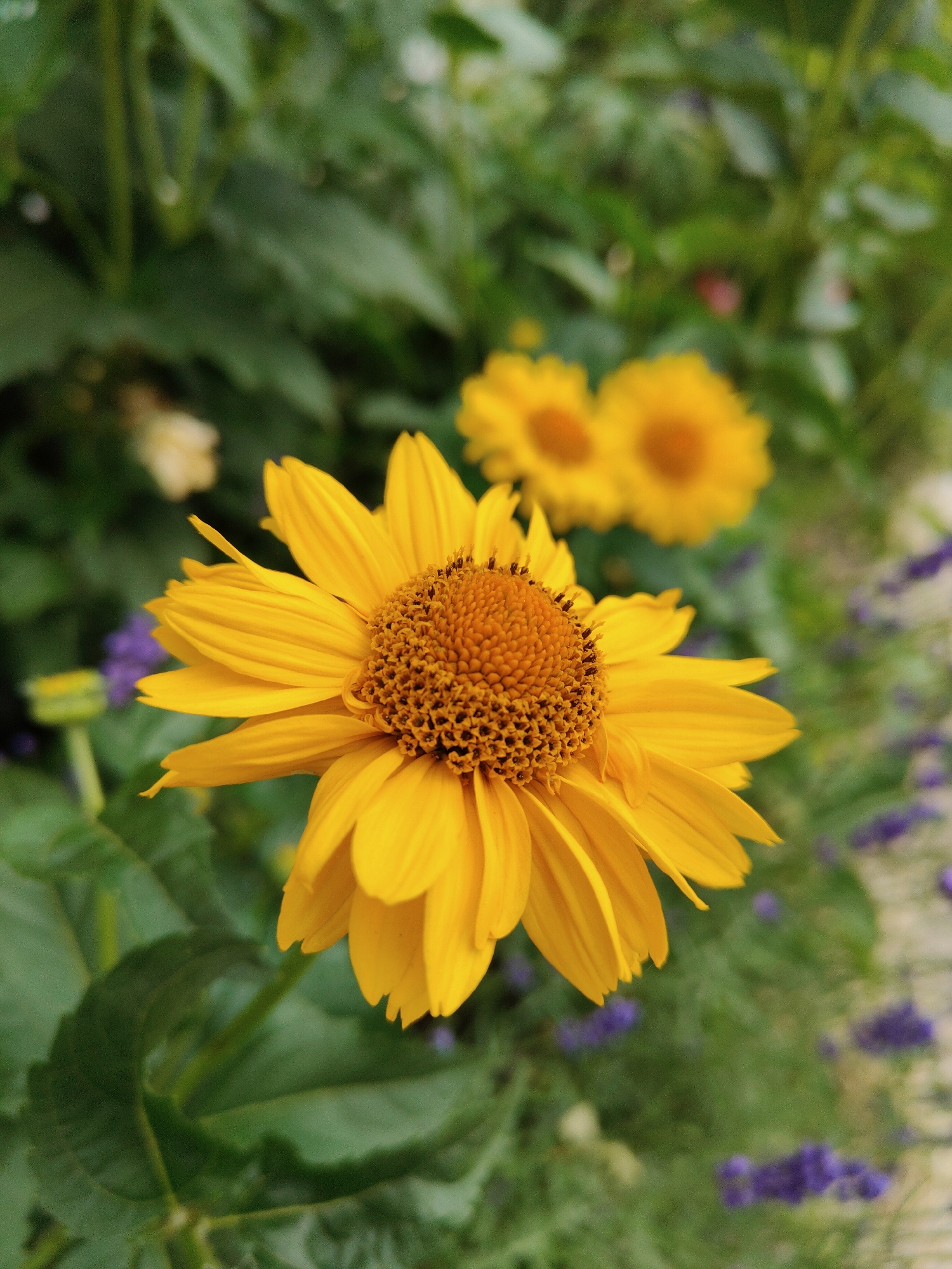 In the foreground of the image, a bright yellow daisy-like flower with numerous petals and a textured brown center is in sharp focus. The flower is positioned slightly to the right of the frame, with its petals extending outwards. Behind the main flower, two other yellow flowers are visible, slightly out of focus and smaller in appearance. The background consists of lush green foliage, with hints of purple flowers scattered throughout. The lighting suggests it is daytime, likely outdoors in a garden setting. There are no people or animals present in the image. The location is described as Unknown, Unknown.
