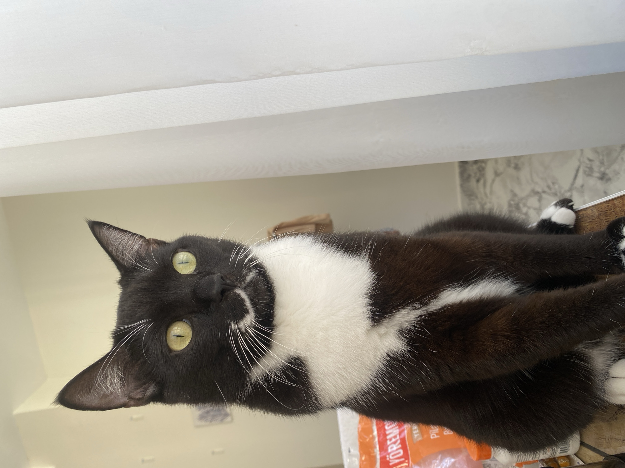 A black and white tuxedo cat with bright green eyes sits on a surface, looking to the right. The cat has white fur on its chest and a white stripe on its belly. Behind the cat, a sheer white curtain is partially visible, and to the left, a wall with a faint decorative pattern can be seen. A partially visible orange package with Turkish writing is also present on the left. The lighting suggests an indoor environment with natural light coming from the right. The scene is captured from a medium-low angle. The location is identified as Alanya, Turkey.