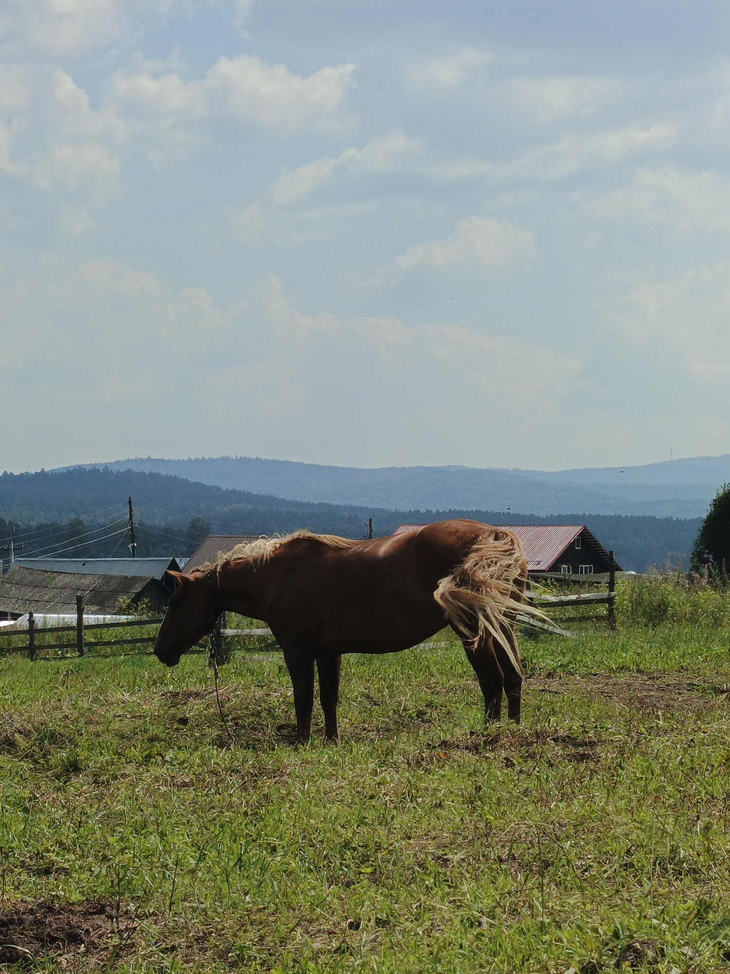 A lone brown horse stands in a grassy field under a partly cloudy sky. The horse is facing left with its head lowered, and its tail is flowing in the wind. In the background, there are several wooden buildings with red roofs, and beyond them, rolling hills covered in trees. The scene appears to be in a rural or semi-rural area. The image was taken on a sunny day.