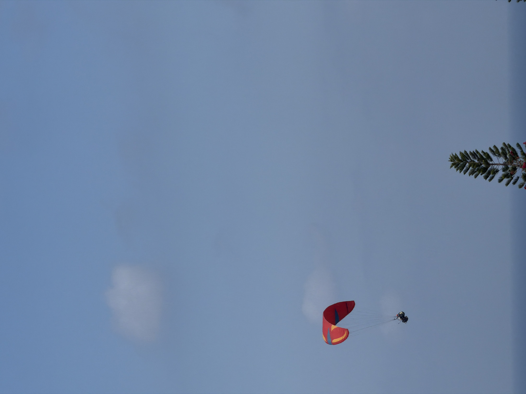 A paraglider with a red and yellow wing is seen in mid-air against a clear blue sky with a few faint clouds. Below the paraglider, the ocean is visible as a blurred horizontal band, and in the foreground, the top of a pine tree is present. The paraglider is a solo activity with one person suspended beneath the wing. The scene appears to be an outdoor recreational activity, possibly in the vicinity of Kuta Selatan, Indonesia, given the coastal scenery and clear weather.