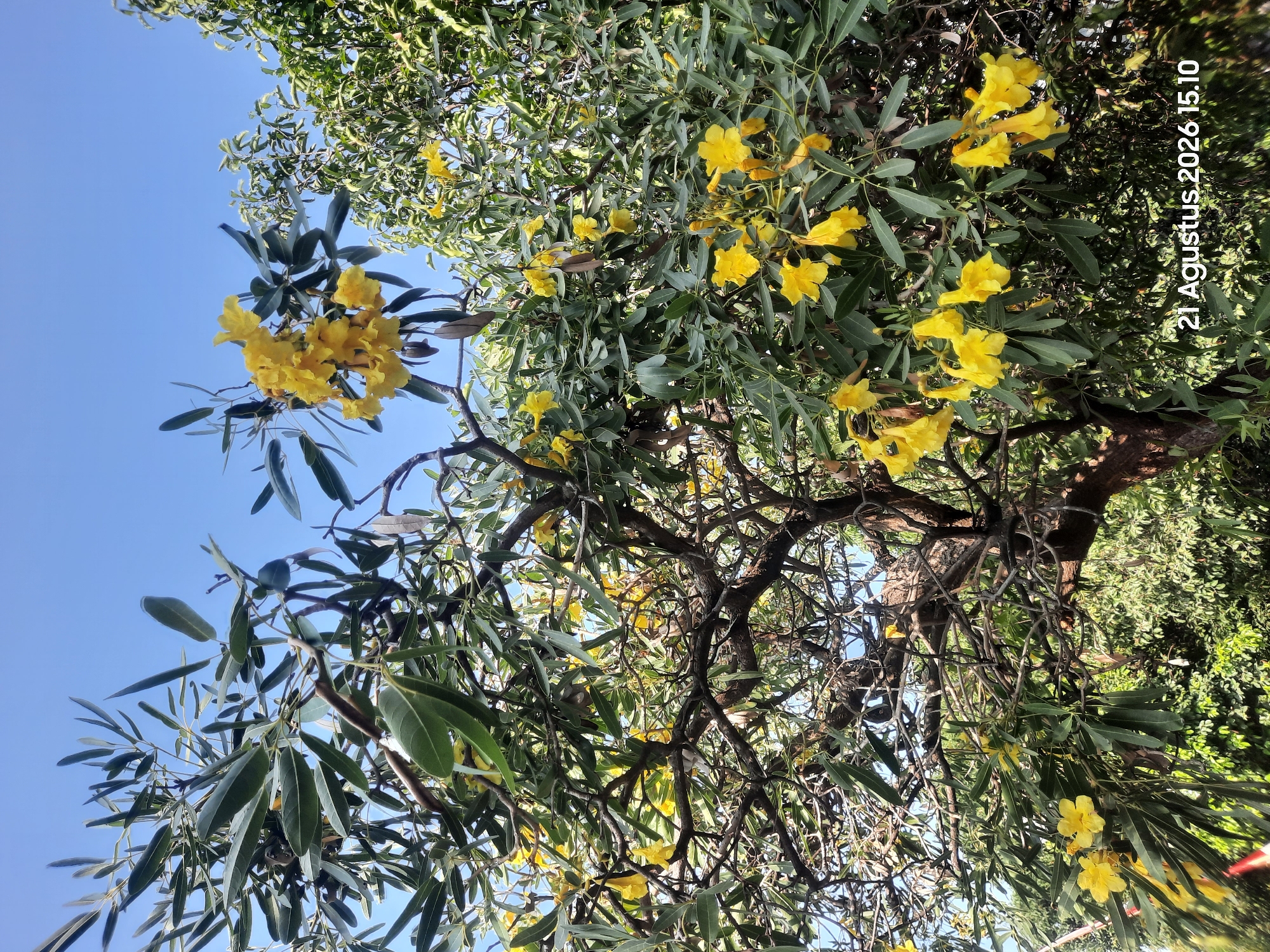 The image depicts a close-up view of a flowering tree with vibrant yellow blossoms and green leaves against a clear blue sky. The tree's branches are gnarled and intricate, creating a sense of depth and texture. In the foreground, clusters of yellow trumpet-shaped flowers are prominently displayed, some still in bud. The leaves are elongated and pointed, with a slightly glossy finish. In the background, a dense canopy of green foliage from another tree provides a contrasting backdrop. The lower right corner of the image features a timestamp overlay that reads "21 Agustus 2026 15.10", indicating the date and time the photograph was taken. The scene suggests a natural outdoor setting, likely a garden or park, in Gending, Indonesia. There are no people or animals visible in the frame, and no specific actions or interactions are depicted. The overall impression is one of natural beauty and tranquility.