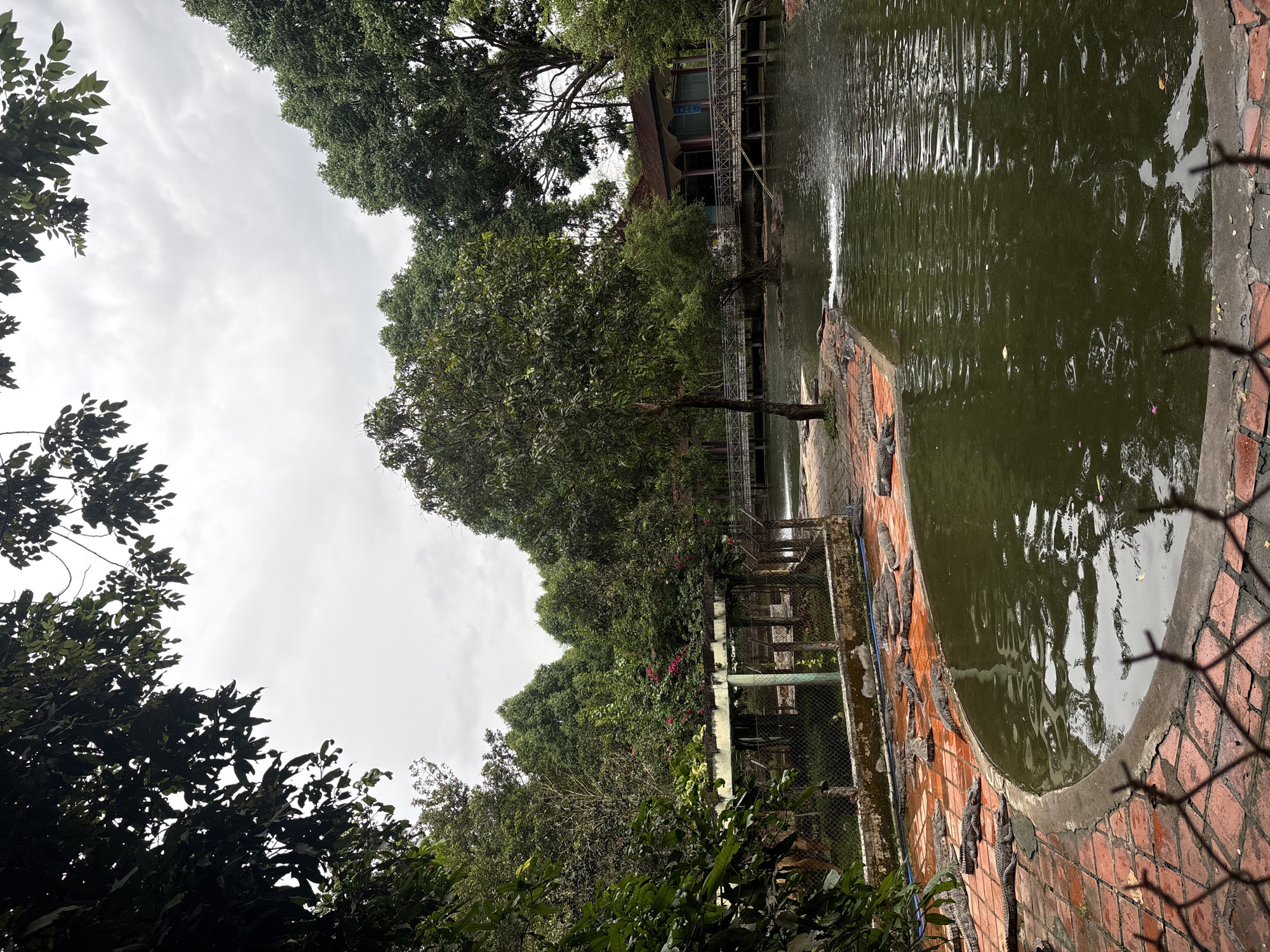 The image shows a pond with a curved brick edge and stagnant green water. On the brick edge are multiple crocodiles. Behind the pond are various trees and foliage. A building is partially visible in the background on stilts and an intricate metal bridge like structure. The scene takes place in a cloudy day. The image might be taken at the Khanh Vinh in Vietnam.