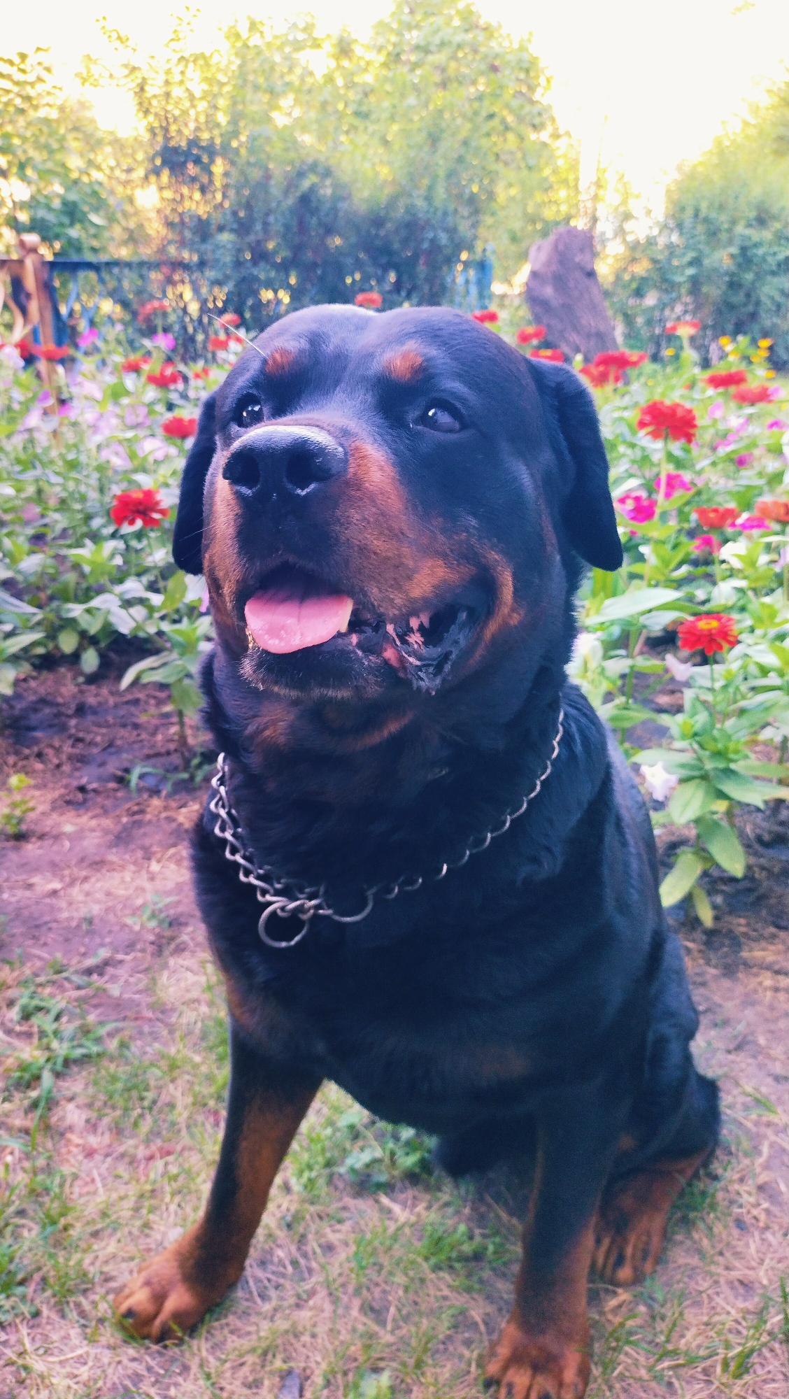 A Rottweiler dog is sitting in a garden with a flower bed behind it. The dog is black with brown markings on its face and paws. It is wearing a silver chain collar. The dog's tongue is sticking out and it appears to be panting. The garden is full of colorful flowers, mostly red and pink. The background shows trees and foliage. The lighting suggests it is daytime, possibly late afternoon. The image appears to be taken in Horishni Plavni, Ukraine, based on the prompt's context.