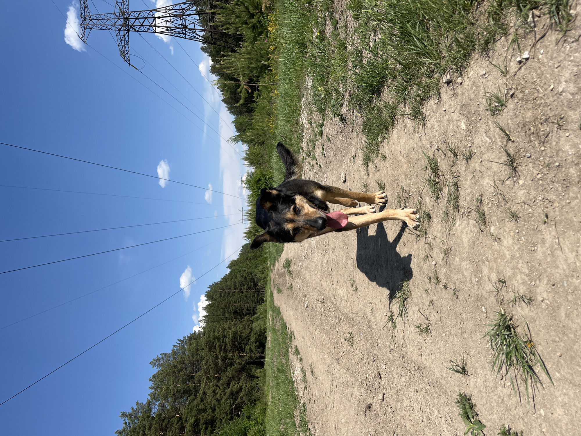 A dog stands on a dirt path under power lines in what appears to be a rural area near Nizhny Tagil, Russia. The dog, of German Shepherd-like coloring, has its tongue out as if panting. The path is dirt with sparse grass growing along the sides. To the left, the sky is blue with a few clouds, and electrical power lines stretch across it, supported by a metal tower further in the distance. A forest of trees is visible.