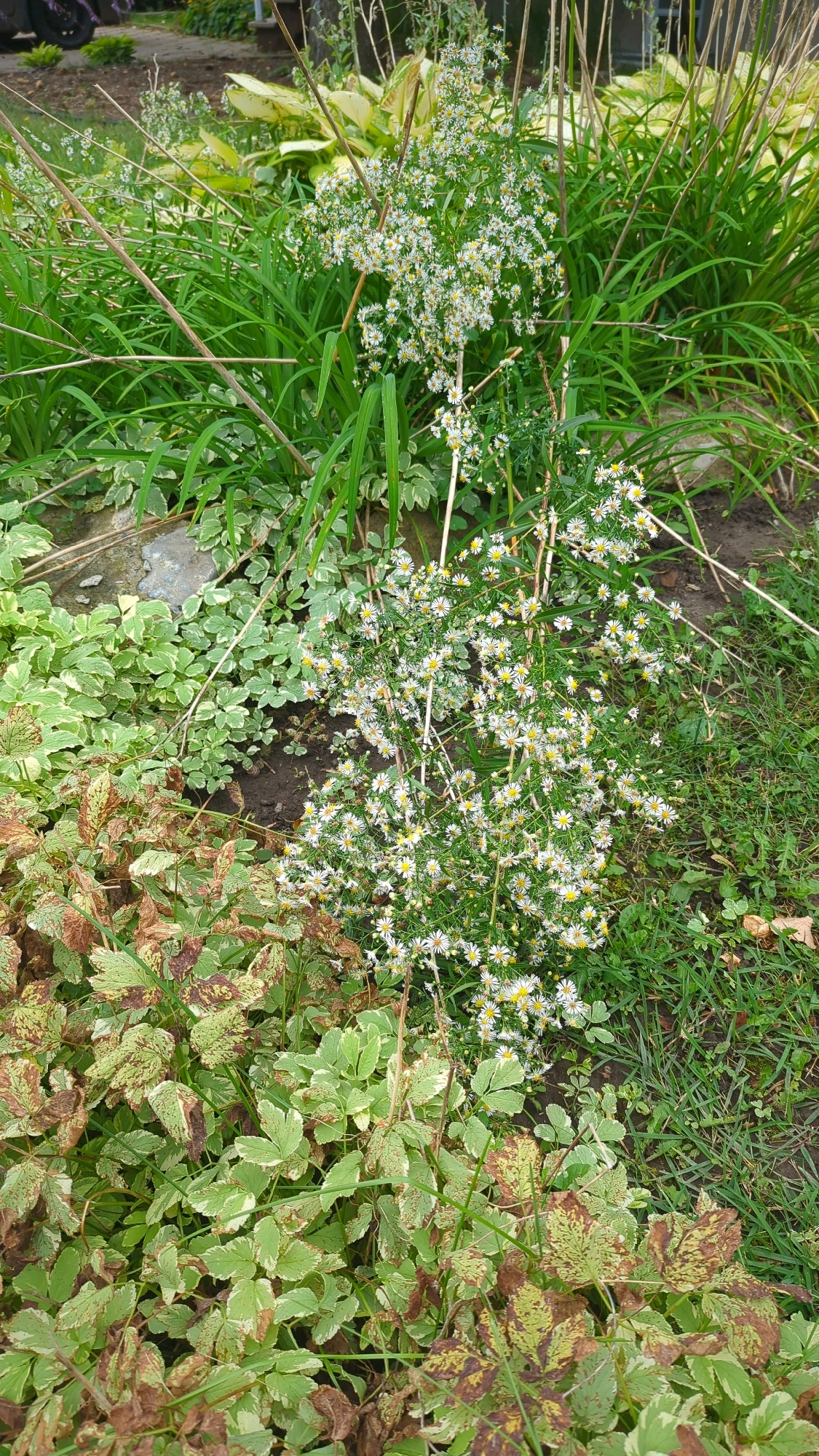 A medium shot captures a dense garden scene with an abundance of small white flowers with yellow centers, likely asters, dominating the center and right portions of the frame. These flowers are clustered on thin, upright stems, creating a frothy effect. Surrounding the flowers are various types of foliage. To the left and bottom, there are plants with broad leaves, exhibiting a variegated pattern of green and brown, suggesting some seasonal change or disease. In the background, taller, strappy green leaves, possibly hostas or ornamental grasses, provide a backdrop. The ground is a mix of dark soil and green grass. Dry, thin sticks are scattered throughout the planting, some acting as natural supports for the flowering plants. The lighting suggests an overcast day. There are no people or animals visible. The scene appears to be a section of a residential garden. Based on the context of the image being from Montreal, Canada, this is likely a private backyard or a public park in the city.