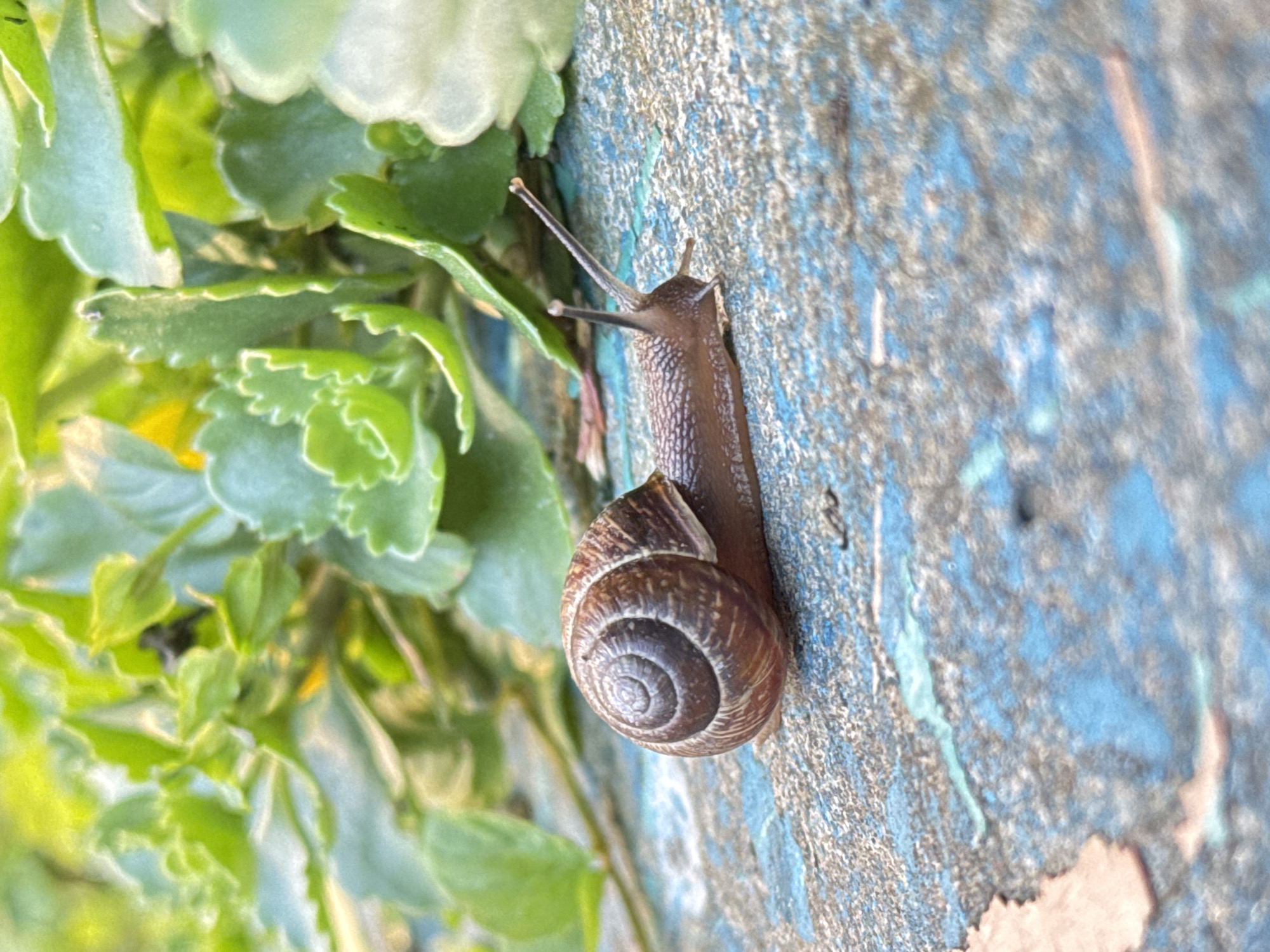 In Voeikovo, Russia, a common garden snail (Helix aspersa) is captured in a close-up, side-profile shot. The snail is positioned on a textured, blue-painted surface, likely a bench or pathway, with a shallow depth of field. Its brown, spiraled shell is clearly visible, with the snail’s body, a dark brown, extending from it. The snail's antennae are extended, indicating alertness. In the background, out of focus, are vibrant green leaves and foliage, suggesting a garden or natural outdoor setting. The lighting appears to be natural sunlight, creating a gentle illumination on the scene.
