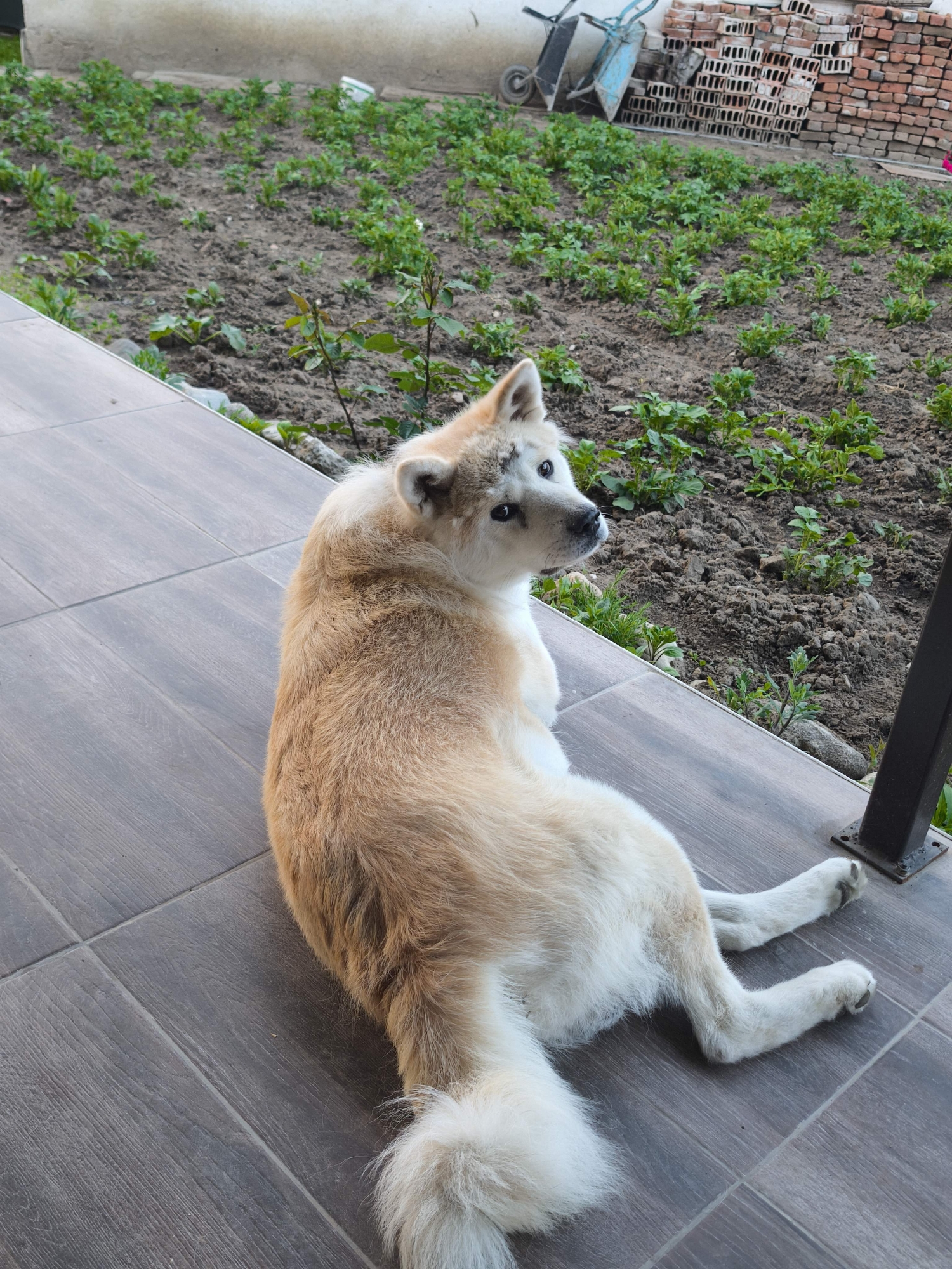 The image depicts a rural scene in Belitsa, Bulgaria. A fawn and white Akita-type dog is the primary subject, resting on a dark grey, wood-patterned tiled patio. The dog lies with its back towards the viewer, its head turned sharply over its right shoulder, looking directly into the camera. Its fluffy tail is visible near its hind legs, which are extended behind it on the tiles.
Beyond the patio, a garden bed fills the midground and background, characterized by dark brown soil interspersed with numerous small green sprouts. In the upper right background, a substantial stack of red-orange hollow bricks is neatly arranged. To the left of the bricks, two wheelbarrows are parked against a light-colored wall: one is dark grey or black, and the other is light blue. A black metal post with a square base is visible on the right edge of the patio, adjacent to the garden.