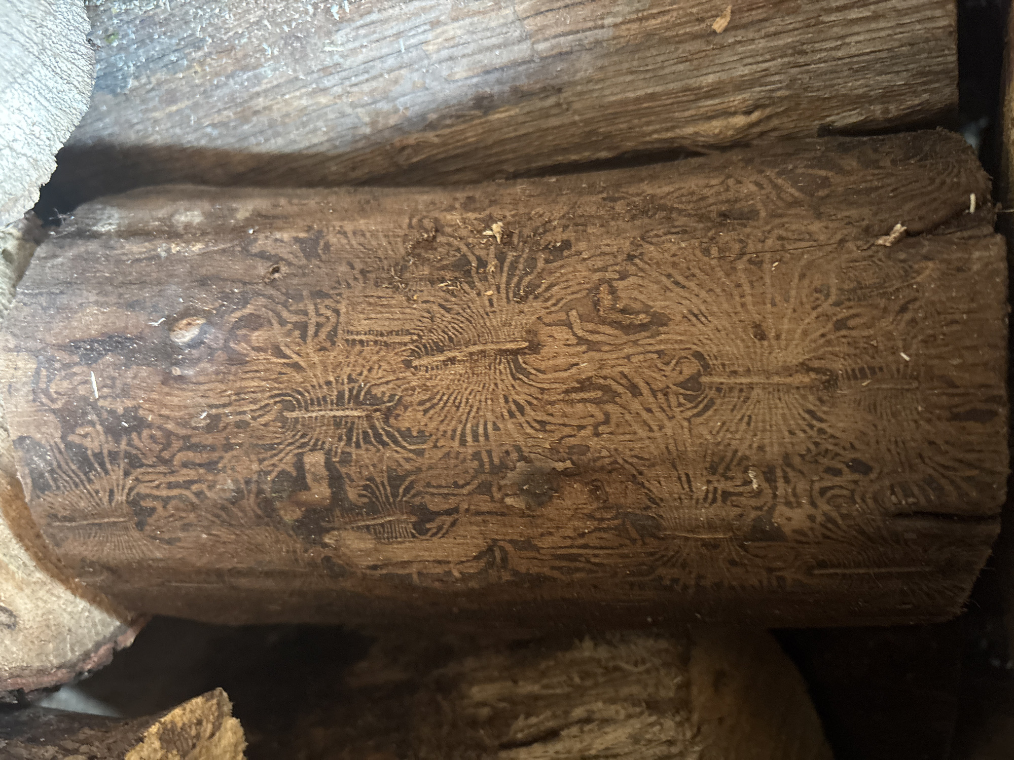 A close-up shot shows a piece of wood within a woodpile. The wood's surface has a complex pattern etched into it, seemingly the work of wood-boring insects. The pattern is characterized by radiating lines and winding trails. The woodpile and the wood itself are situated in a low-light environment. The location is Novo Zhelezare, Bulgaria.