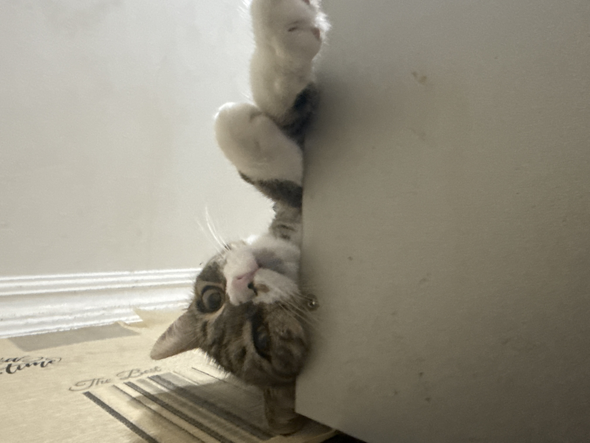 A tabby cat is perched on the edge of a white surface, with its front paws extended over the edge and its body draped over. The cat's head is turned towards the camera, with its eyes wide open and its pink nose visible. The cat has tabby markings on its face and body. The background consists of a light-colored wall with molding at the top. A portion of a patterned surface is visible to the left of the cat. The overall impression is of a curious and playful cat.