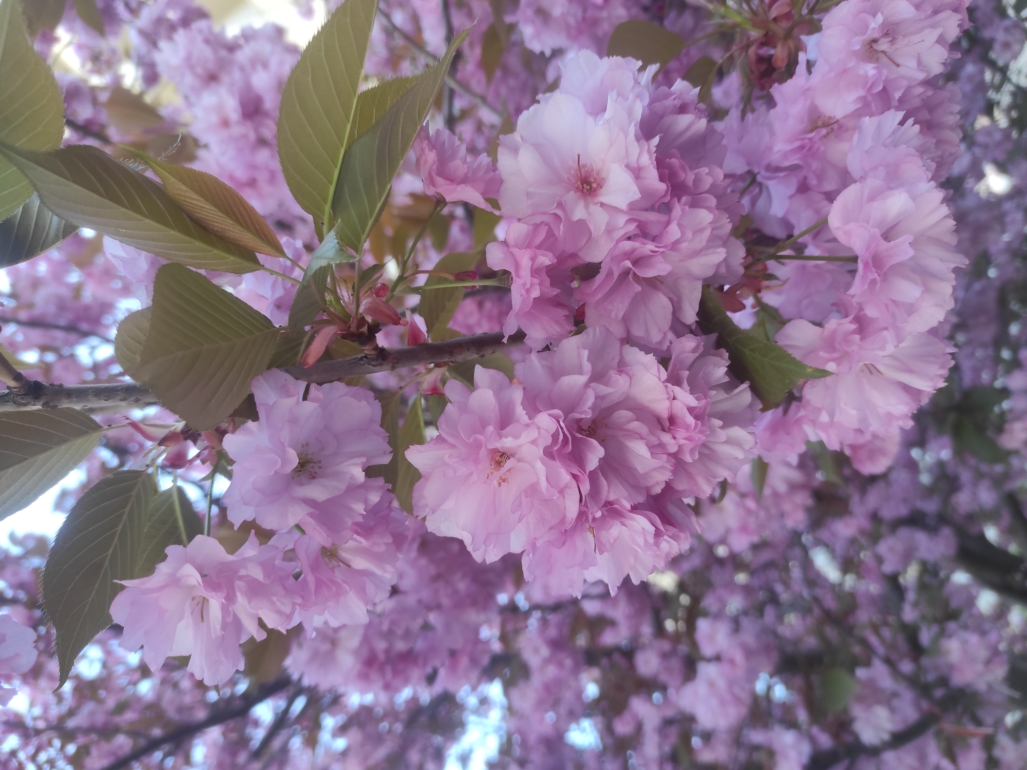 The image presents a close-up, upward-angled view of a blooming tree, likely an ornamental cherry blossom, captured during springtime. The frame is predominantly filled with numerous clusters of soft pink, double-petaled flowers. These blossoms display varying shades of light pink, with some having slightly ruffled edges and delicate central stamens.
Interspersed among the abundant flowers are young, green leaves, some with a reddish-brown tint, exhibiting serrated edges. Darker brown branches are partially visible, providing structure to the floral display. The foreground features several distinct flower clusters in sharp focus, while the background consists of a soft blur of more pink blossoms, suggesting a dense canopy or an array of similarly blooming trees.
A bright, diffused light illuminates the scene, indicating daytime, likely late morning or early afternoon, under clear or lightly cloudy skies. There are no people or specific activities depicted, and no visible text. The scene evokes a sense of natural beauty, tranquility, and the fresh vitality of spring, consistent with the flora found in parks or urban green spaces, such as those in Sofia, Bulgaria.