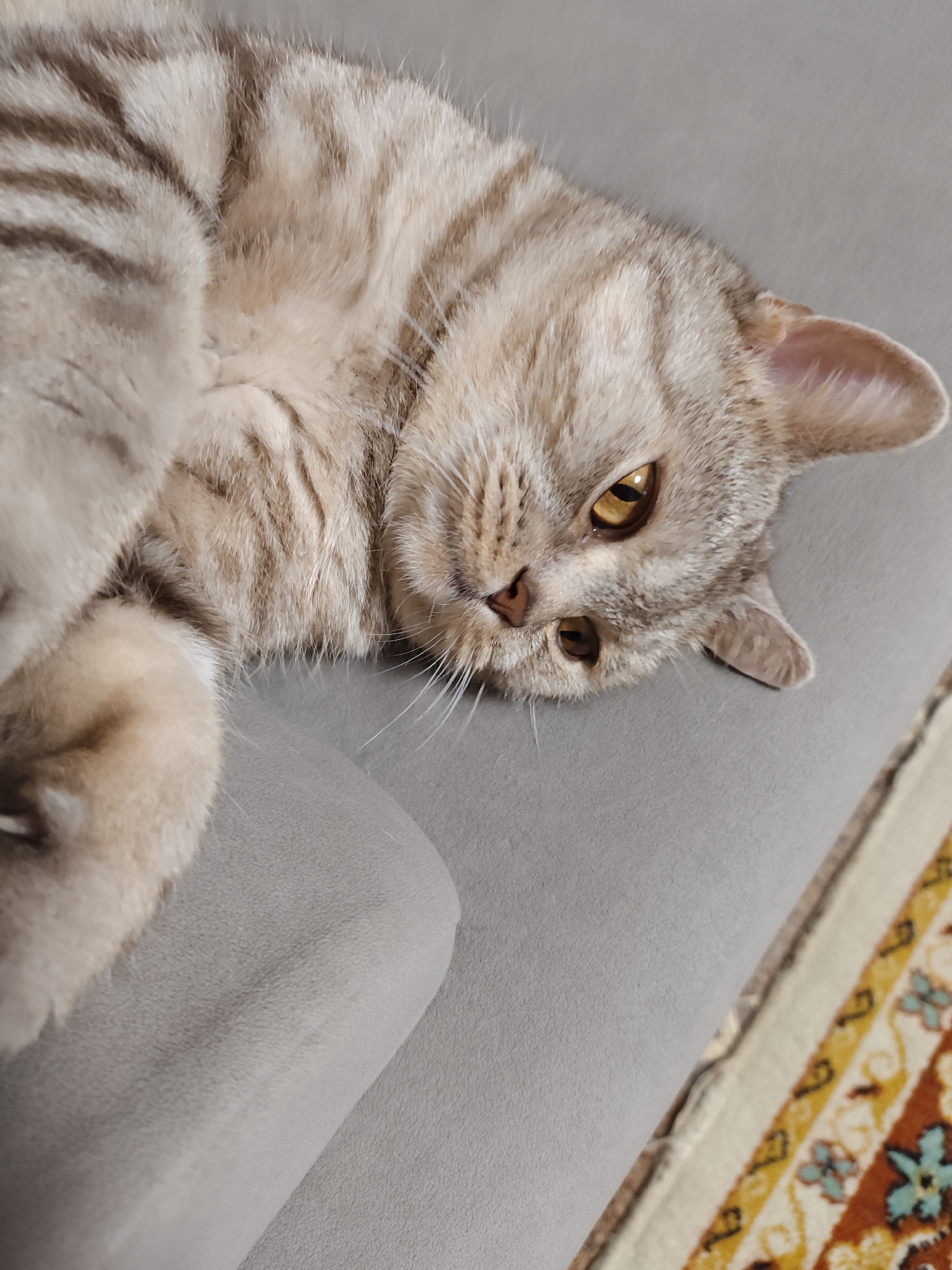 A close-up shot shows a tabby cat lying on its side on a grey couch. The cat's fur is light brown with dark brown stripes. Its eyes are open and appear to be yellow or amber. The cat's head is tilted slightly, and its ears are perked up. Part of a patterned rug is visible in the lower right corner of the image. The image does not provide any information about the cat's location within the city of Orenburg, Russia.