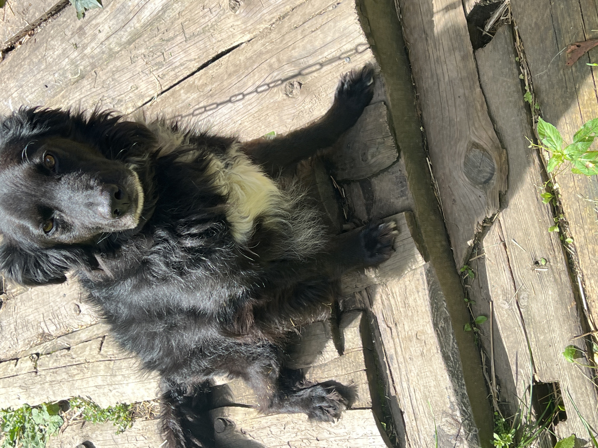A black dog with a white chest is lying on a wooden platform in Norviliškės, Lithuania. The platform is made of weathered wooden planks. The dog's fur is medium length and appears somewhat disheveled. Its eyes are open and it is looking towards the camera. There is some greenery growing around the edges of the platform. A metal chain is visible on the platform near the dog. The lighting suggests it is daytime, with strong sunlight casting shadows.