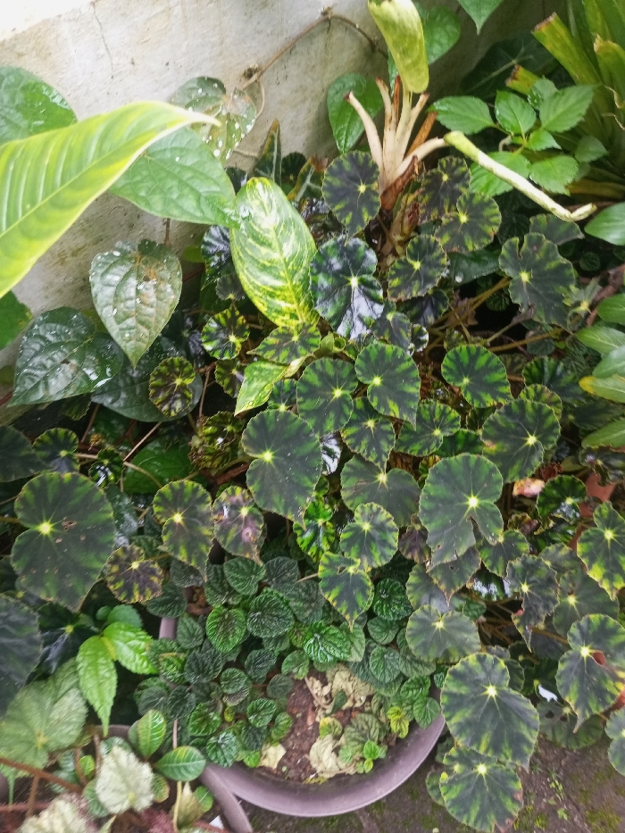This is a close-up, high-angle shot showcasing a dense arrangement of various foliage plants growing in a pot, positioned against a light-colored, somewhat textured wall.
The primary subjects are the diverse plant species. Dominating the center are numerous plants with striking, round to heart-shaped leaves. These leaves are a deep green with prominent lighter green or yellowish starburst patterns radiating from their centers, characteristic of certain Begonia varieties, possibly 'Iron Cross' Begonia (Begonia masoniana). Scattered among and beneath these are smaller plants with dark green, crinkled or textured leaves, likely a species of Peperomia.
In the upper left and center-left, larger leaves are visible. One prominent leaf is variegated with shades of green and yellow, suggesting a plant like Aglaonema. Another plant has large, smooth, dark green leaves, some showing lighter spots, possibly a vine like Piper betle. In the background, other generic green foliage adds to the lushness of the scene.
The plants are well-hydrated, with visible water droplets clinging to many of the leaves, suggesting recent watering or rain. The lighting is soft and diffused, indicating an overcast day or a shaded location. The pot is a simple, dark brown or grey color, partially visible at the bottom of the frame, filled with soil. The wall in the background appears to be concrete or stucco, adding a neutral backdrop to the vibrant greenery.
No human subjects, animals, or specific activities are depicted. There is no visible text in the image. The scene captures a thriving, verdant plant display, likely cultivated in a garden or patio setting.