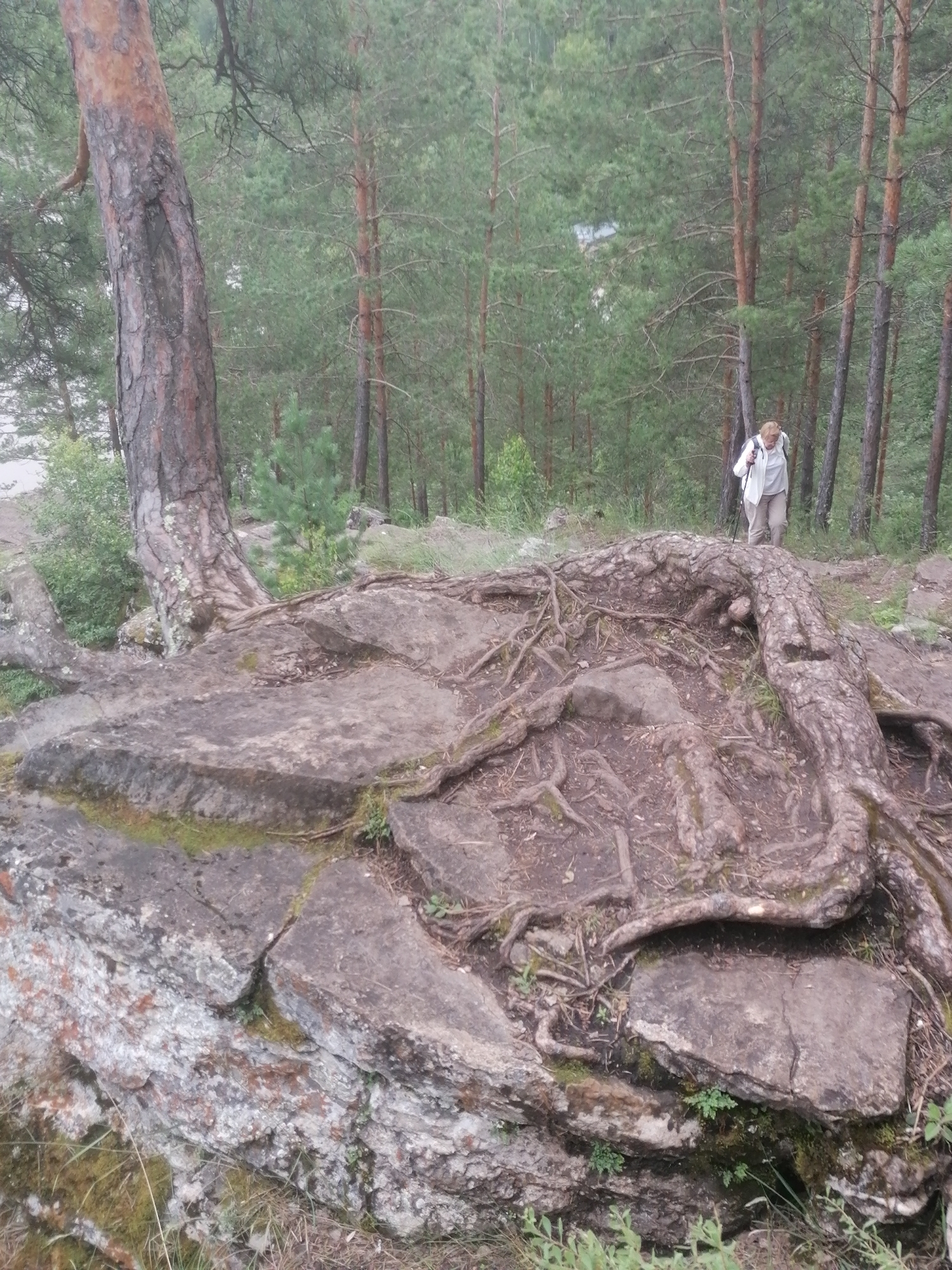 A person is hiking through a forest in Lagerevo, Russia. The person, wearing a light-colored jacket and pants and carrying a backpack and trekking poles, is walking on a rocky path surrounded by tall pine trees. The ground is covered in exposed tree roots and fallen leaves. The weather appears overcast, and the scene evokes a sense of tranquility and exploration.