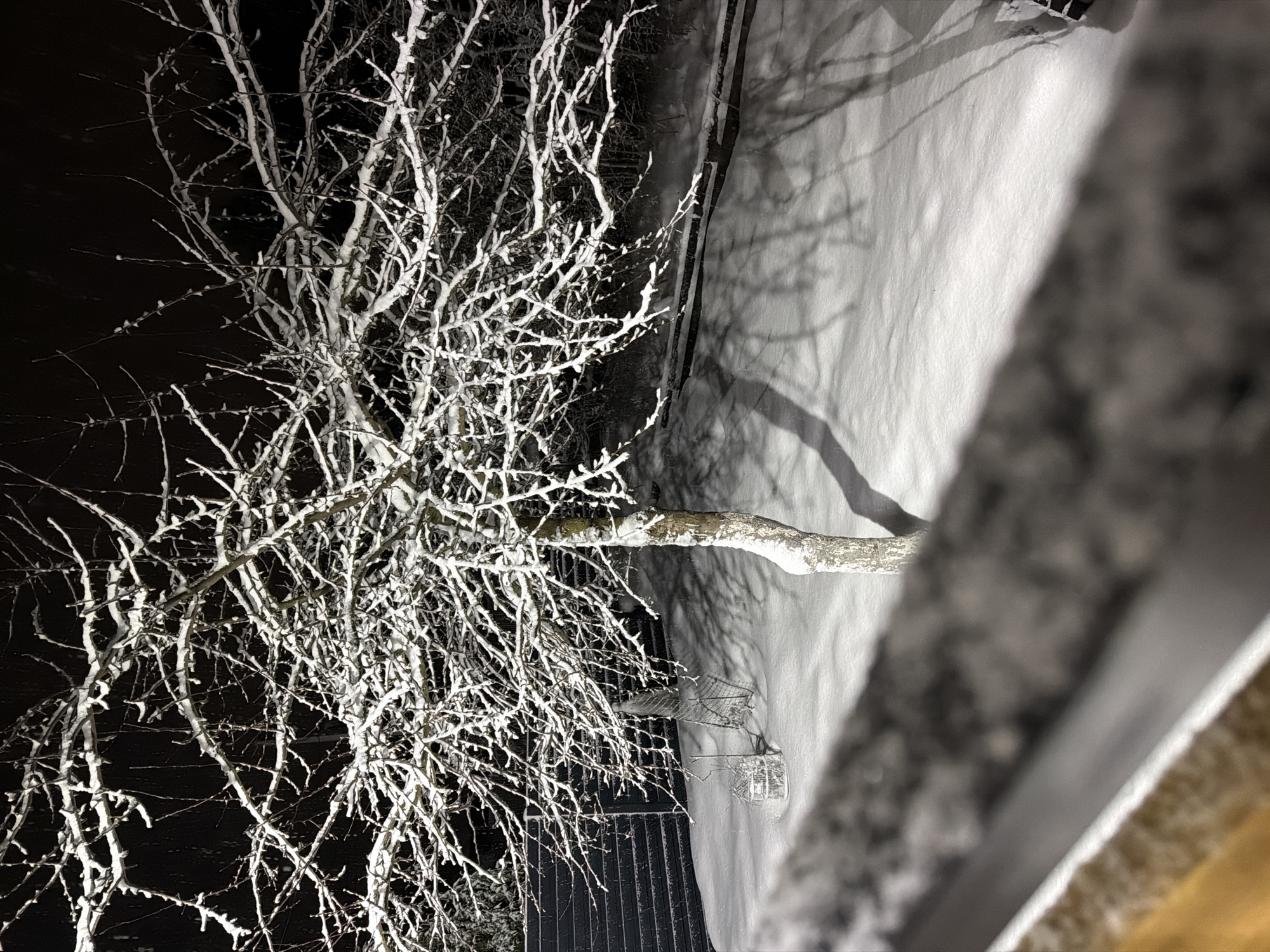 A nighttime view presents a bare tree laden with snow, its branches intricately illuminated. Adjacent to the tree, snow-covered ground stretches outward, displaying a shadow cast by the tree's form. A structure, likely a building, is partially visible, its edge covered in snow. The location is Markovo, Russia.