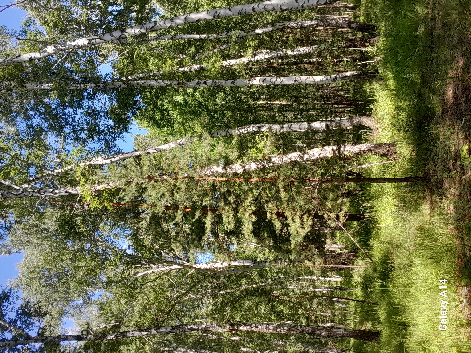 A low-angle, eye-level full shot captures a sunlit forest, primarily composed of birch and pine trees. The foreground is a dense carpet of lush green grass and smaller plants, with dappled sunlight creating patterns on the ground. In the mid-ground, a solitary, thin pine tree stands prominently, its needles catching the light. Behind it, a dense forest of white-barked birch trees with green foliage dominates the scene, interspersed with other deciduous trees and evergreens. The sky, a clear blue, is visible through gaps in the canopy. The overall impression is one of a vibrant, natural woodland scene.
