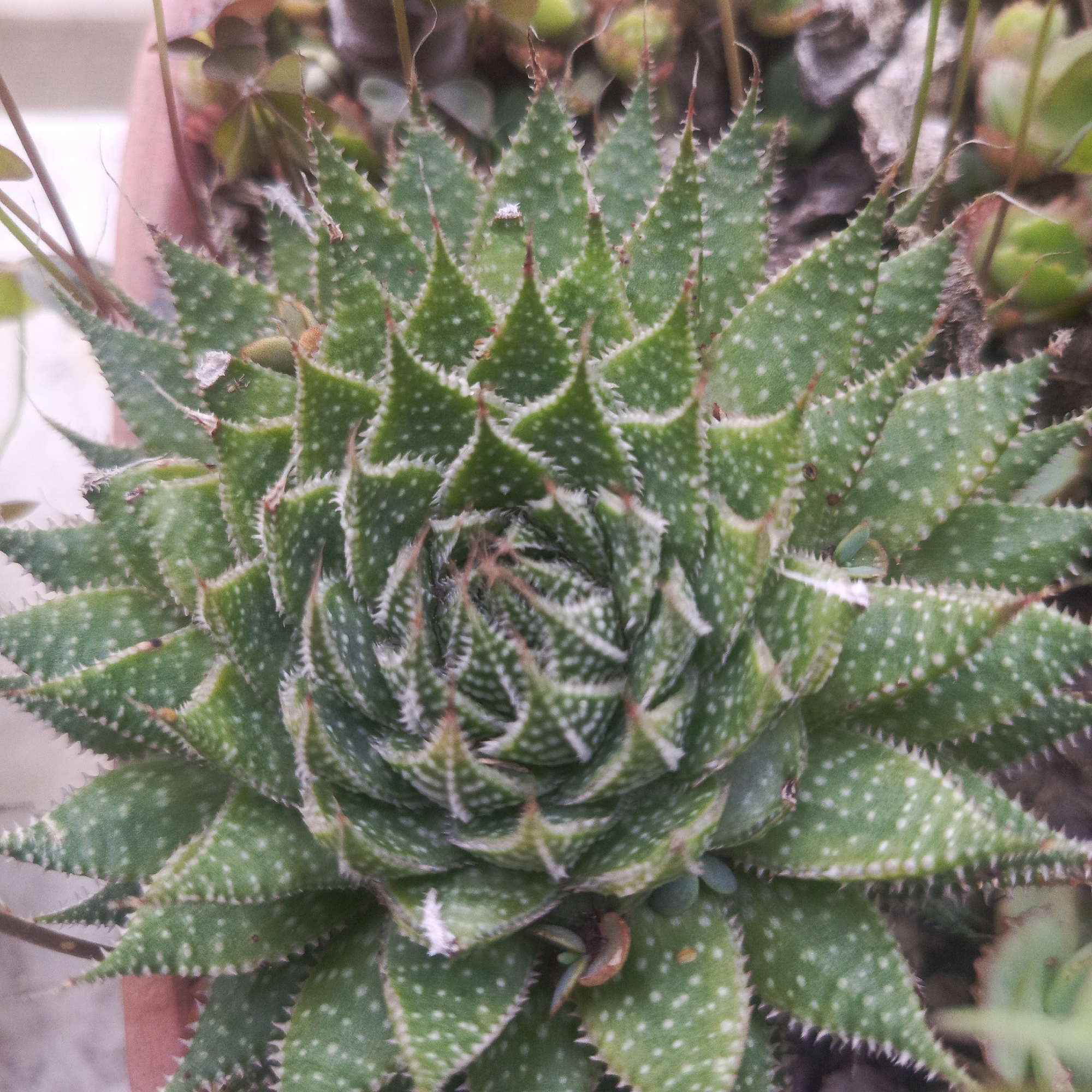 The image shows a close-up, top-down view of a green succulent plant, likely an Aloe species, characterized by its triangular, pointed leaves arranged in a rosette pattern. The leaves are dotted with small white speckles and have serrated edges. Some of the leaves exhibit a slight reddish-brown hue at their tips and along the serrations. The plant appears to be in a pot, with hints of a pinkish-red container visible at the bottom left. The background is softly blurred, showing other foliage and a neutral-toned surface. There are no people or animals visible in the image. The scene is indoors or in a protected outdoor area. The location in Los Teques, Venezuela, is not discernable from the visual information provided in the image.