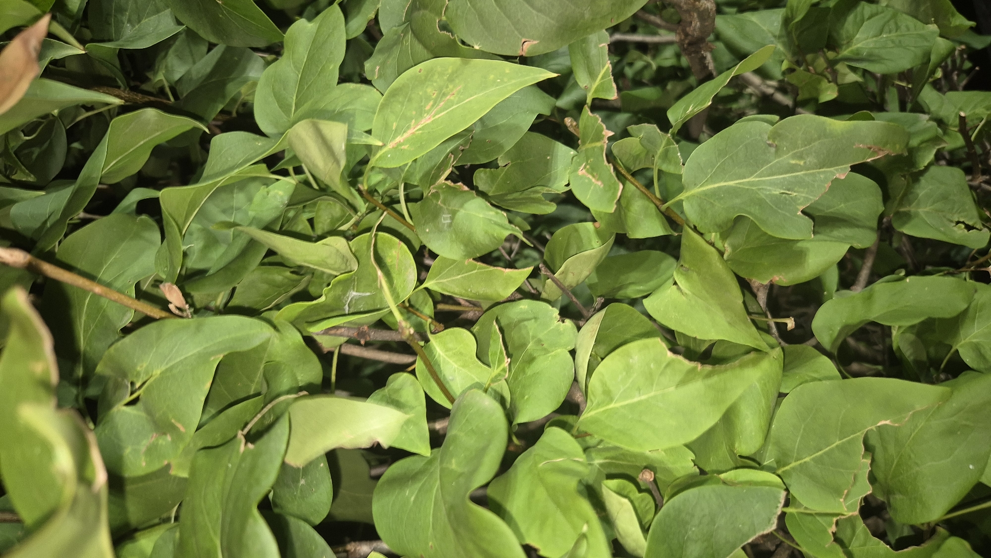 A close-up, overhead shot shows a dense arrangement of green leaves and thin branches of a plant. The lighting is low, suggesting it may be evening or a shaded area. Some leaves have minor imperfections, such as browning edges or small holes. The background is dark and out of focus, dominated by more foliage. No people or specific landmarks are visible. The location in Lovech, Bulgaria, cannot be determined from the visual information provided.